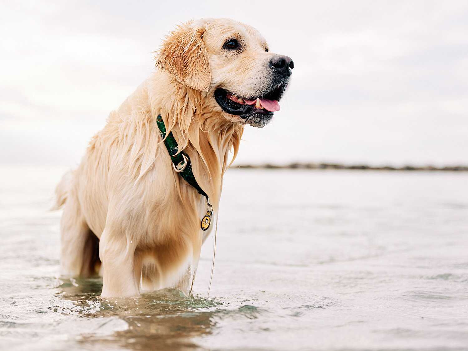  Joyka the Golden Retriever is enjoying time on the beach at Presque Isle State Park on Lake Erie in Western Pennsylvania, USA. The dog loves swimming and splashes joyfully in the waves. 
