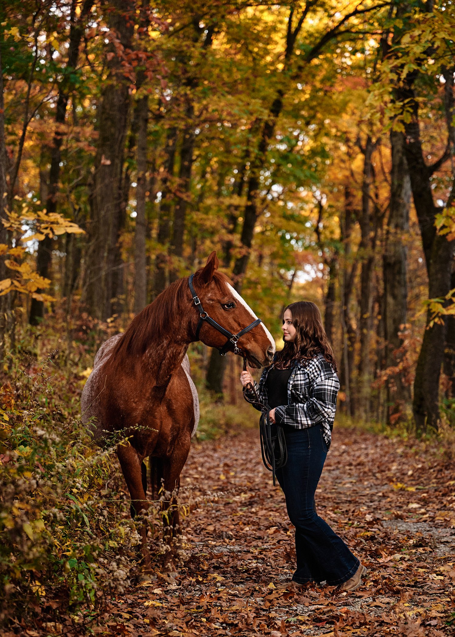  Heavyn Kerr is posing for high school senior portraits with a quarter horse in Hookstown PA. November fall foliage is at its peak with yellow and orange colors all around the beautiful teenage girl. 