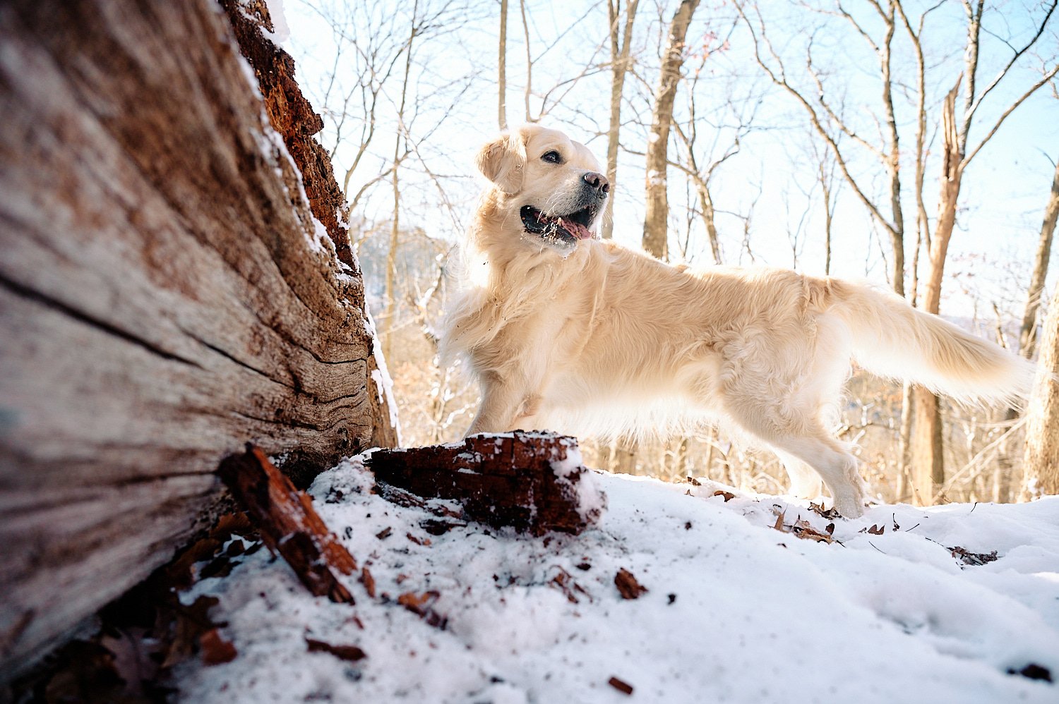  A Golden Retriever is enjoying fresh winter snow on a hiking trail in the woods of Sewickley, a Pittsburgh suburb in Western Pennsylvania. The beige-colored dog is jumping for joy in snow flakes. 