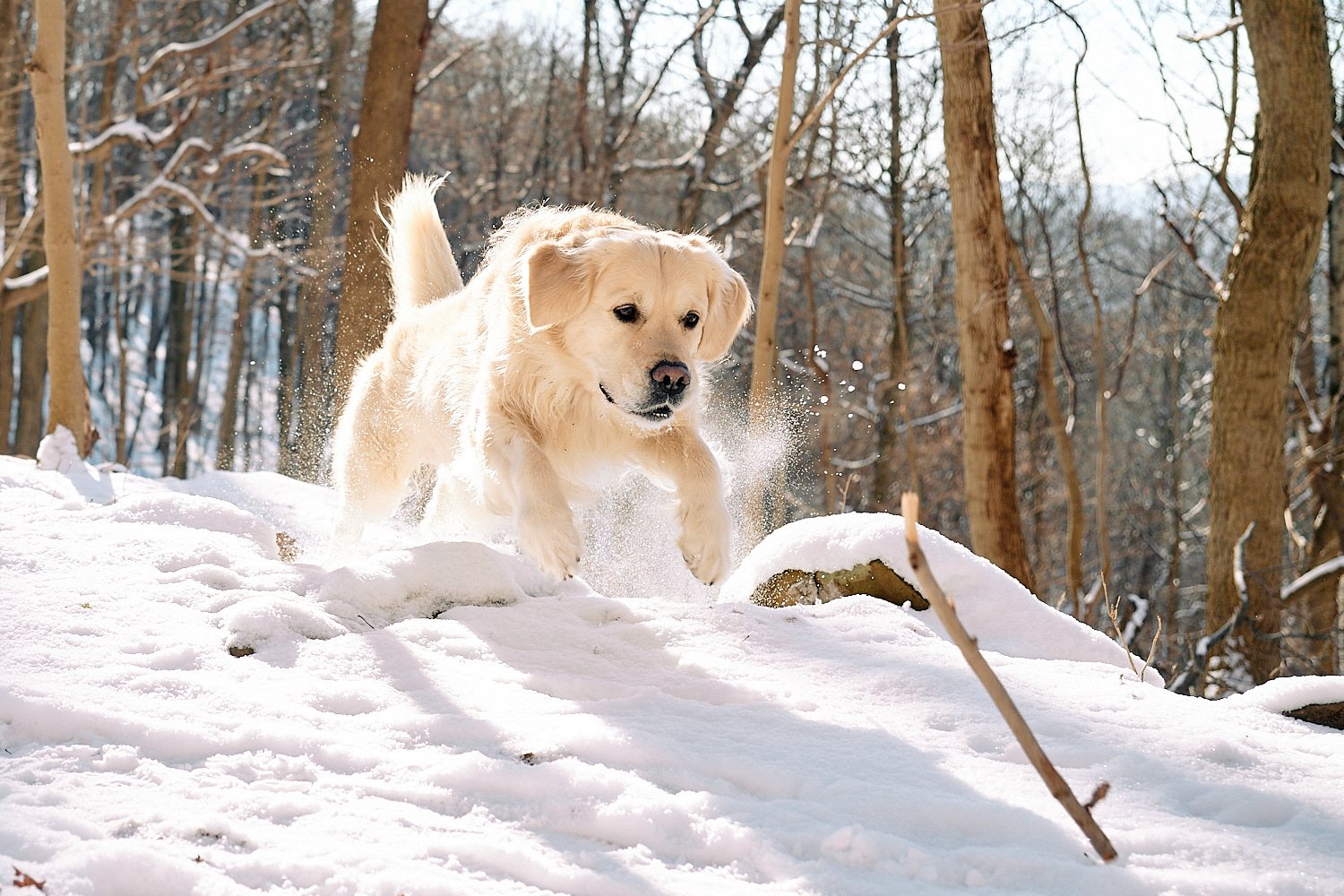  A Golden Retriever is enjoying fresh winter snow on a hiking trail in the woods of Sewickley, a Pittsburgh suburb in Western Pennsylvania. The beige-colored dog is jumping for joy in snow flakes. 