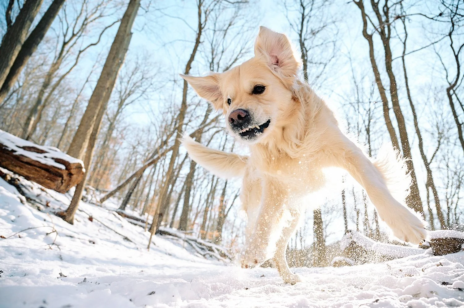 A Golden Retriever on a hiking trail: Winter