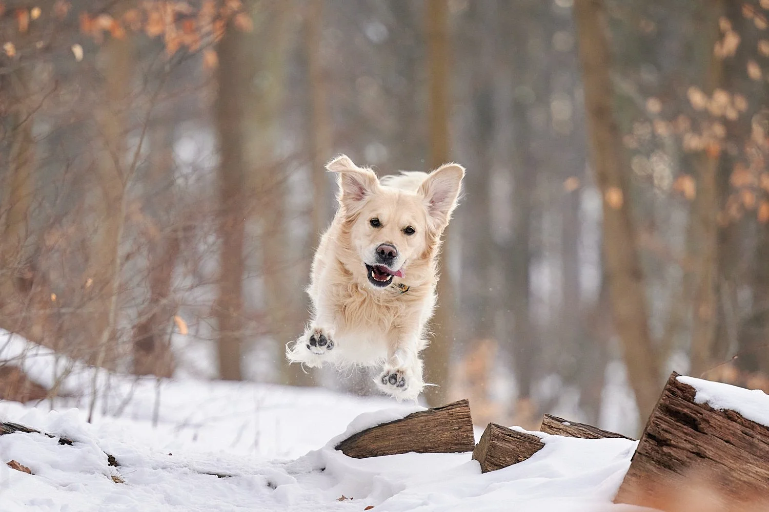 Testing Nikon Z9 focus tracking: dog on the run
