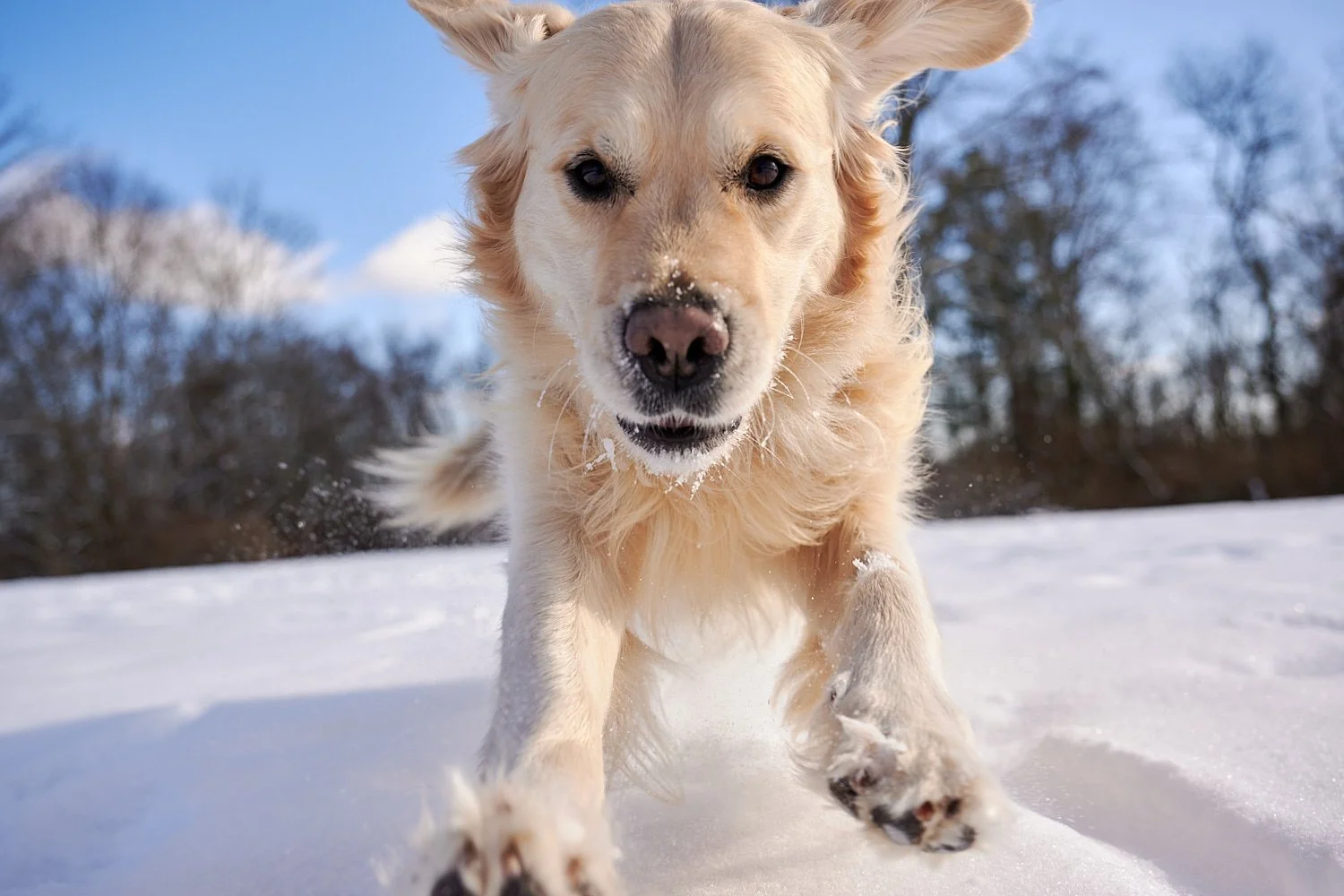 Testing Nikon’s focus tracking with a hyper-active dog playing in the snow