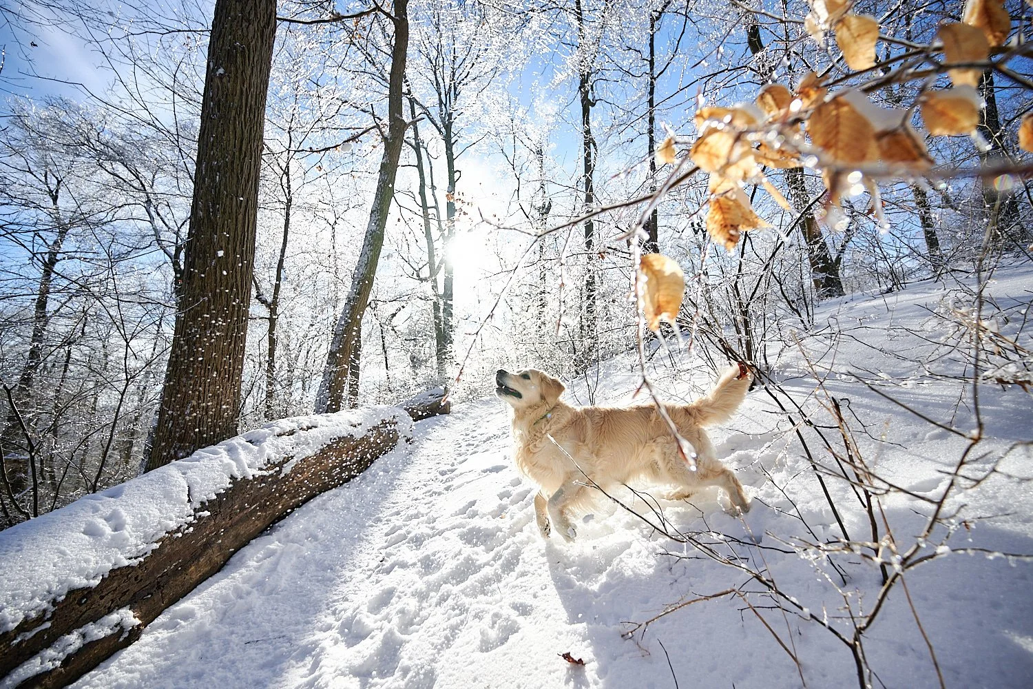 Testing Nikon’s focus tracking in combination with an ultra-wide lens