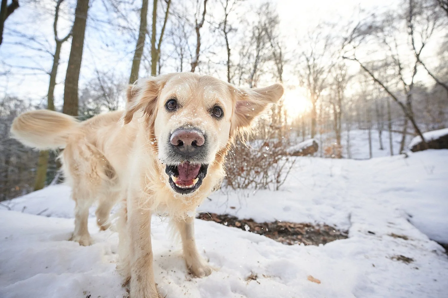  SEWICKLEY, PA, USA - FEBRUARY 7TH 2022: A 5-year old male Golden Retriever dog is hiking up the hills of Western Pennsylvania. The winter forest is covered in snow and the icicles shine in the sun. 