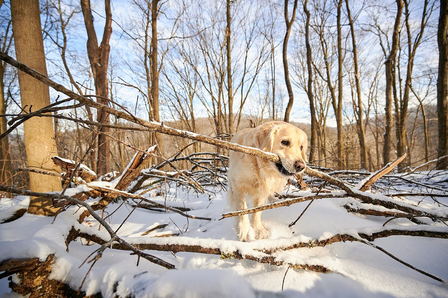  SEWICKLEY, PA, USA - FEBRUARY 7TH 2022: A 5-year old male Golden Retriever dog is hiking up the hills of Western Pennsylvania. The winter forest is covered in snow and the icicles shine in the sun. 