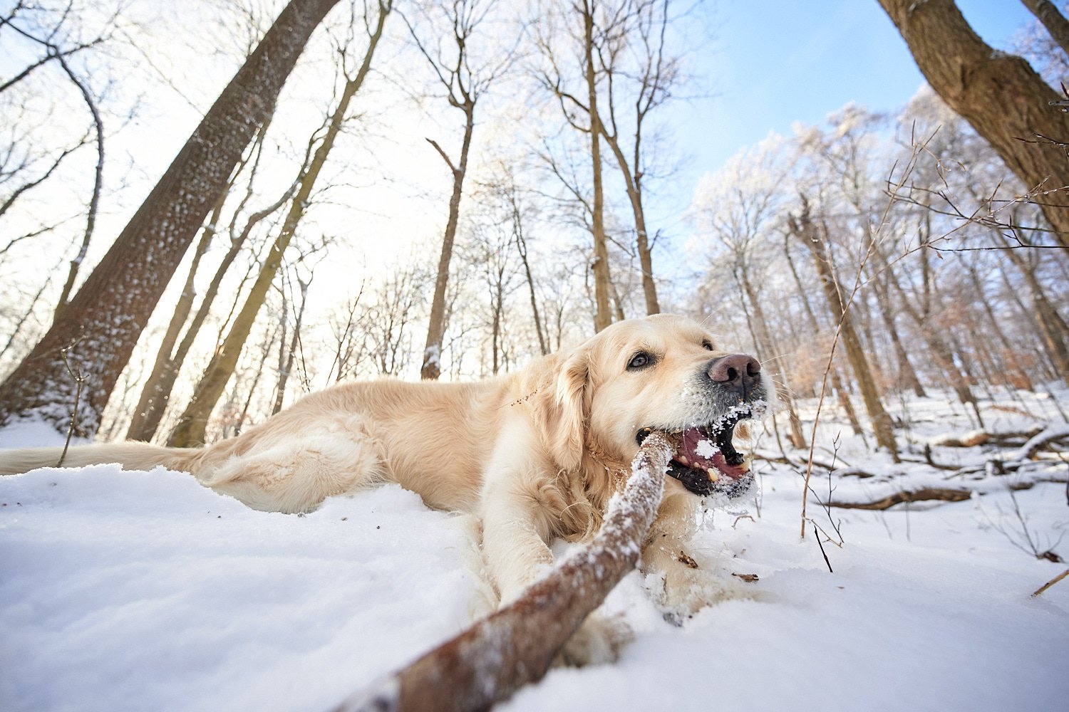  SEWICKLEY, PA, USA - FEBRUARY 7TH 2022: A 5-year old male Golden Retriever dog is hiking up the hills of Western Pennsylvania. The winter forest is covered in snow and the icicles shine in the sun. 