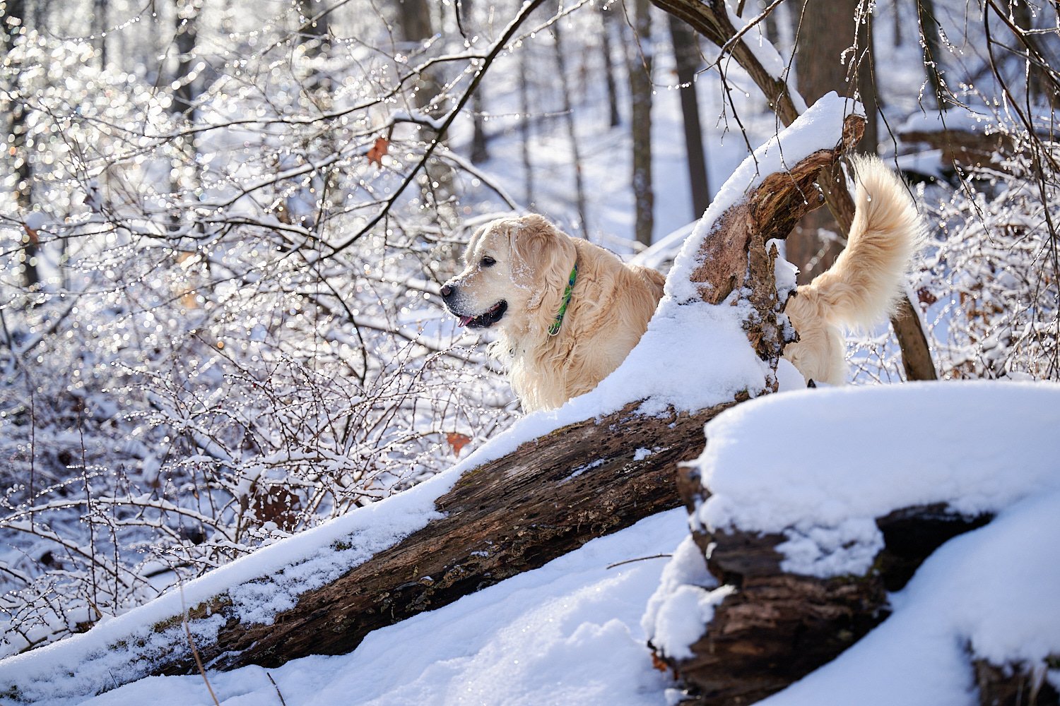  SEWICKLEY, PA, USA - FEBRUARY 6TH 2022: A 5-year old male Golden Retriever dog is hiking up the hills of Western Pennsylvania. The winter forest is covered in snow and the icicles shine in the sun. 