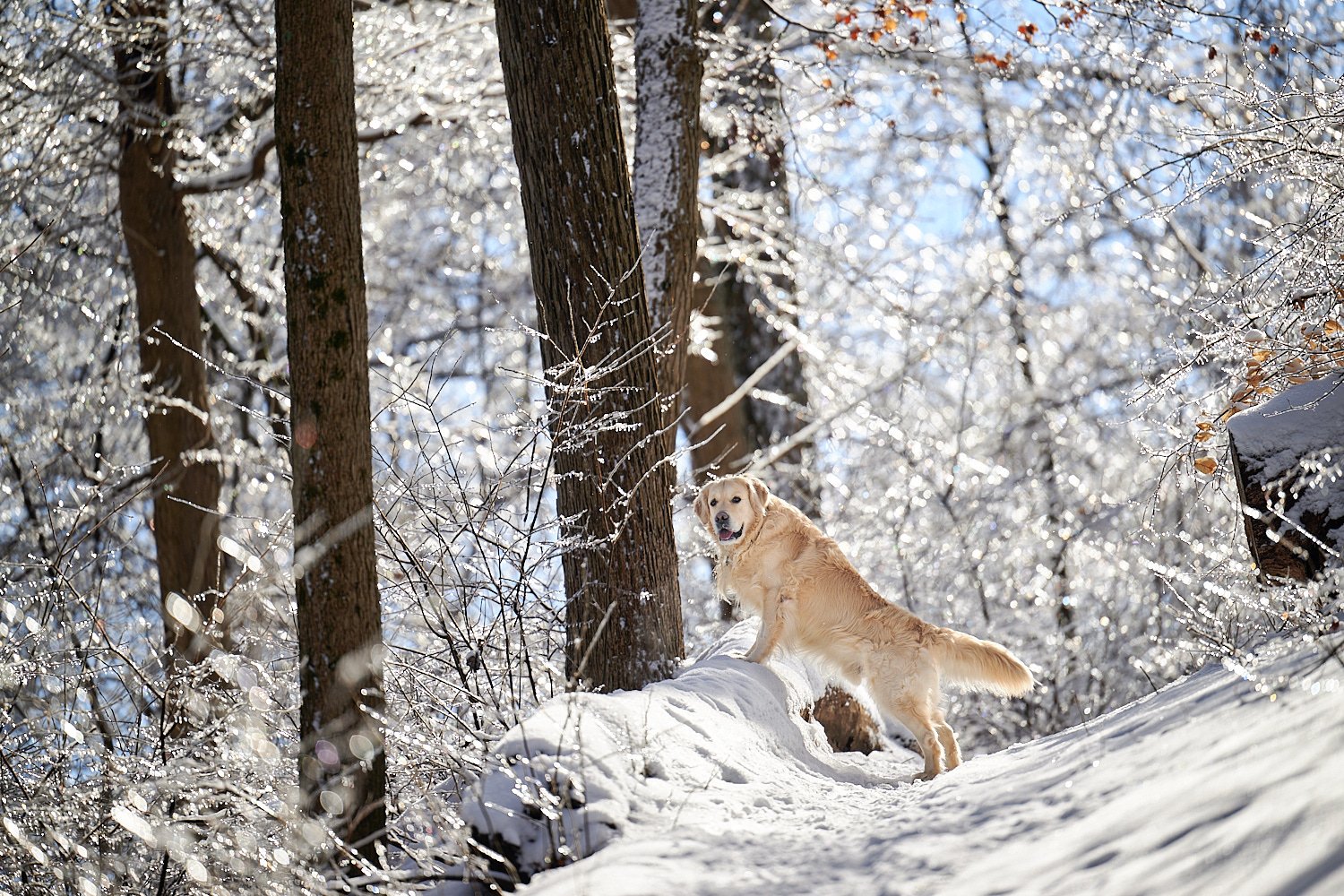  SEWICKLEY, PA, USA - FEBRUARY 6TH 2022: A 5-year old male Golden Retriever dog is hiking up the hills of Western Pennsylvania. The winter forest is covered in snow and the icicles shine in the sun. 