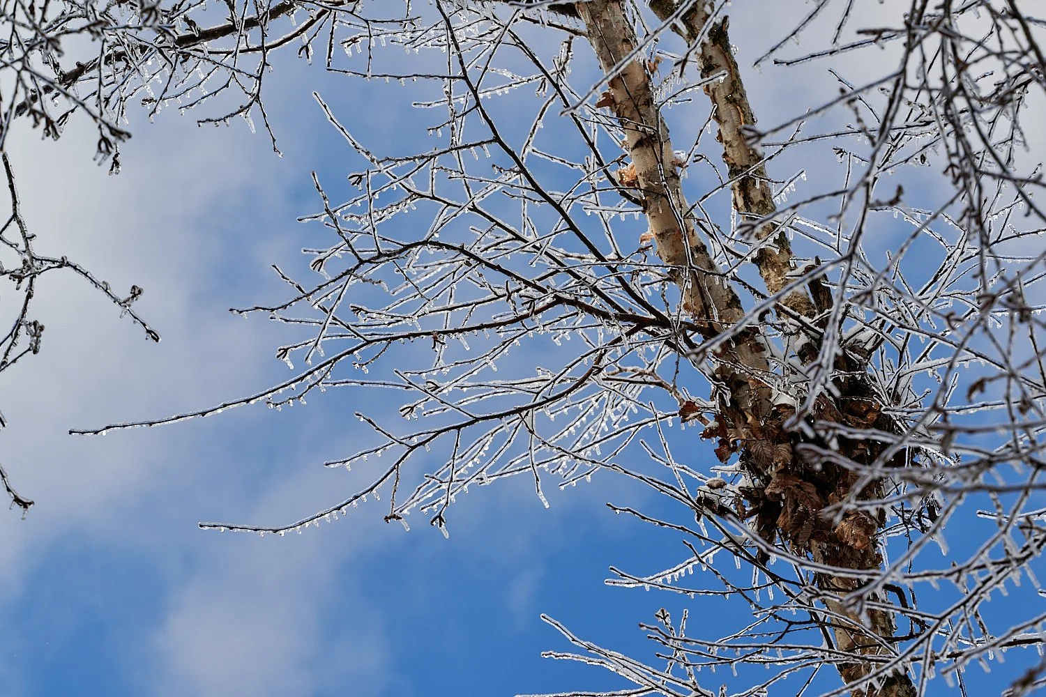  PITTSBURGH, PA, USA - FEBRUARY 5TH 2022: The frozen forest is covered in snow and the icicles shine in the sun after an ice rain hit Western Pennsylvania. It looks like a beautiful winter fairytale. 