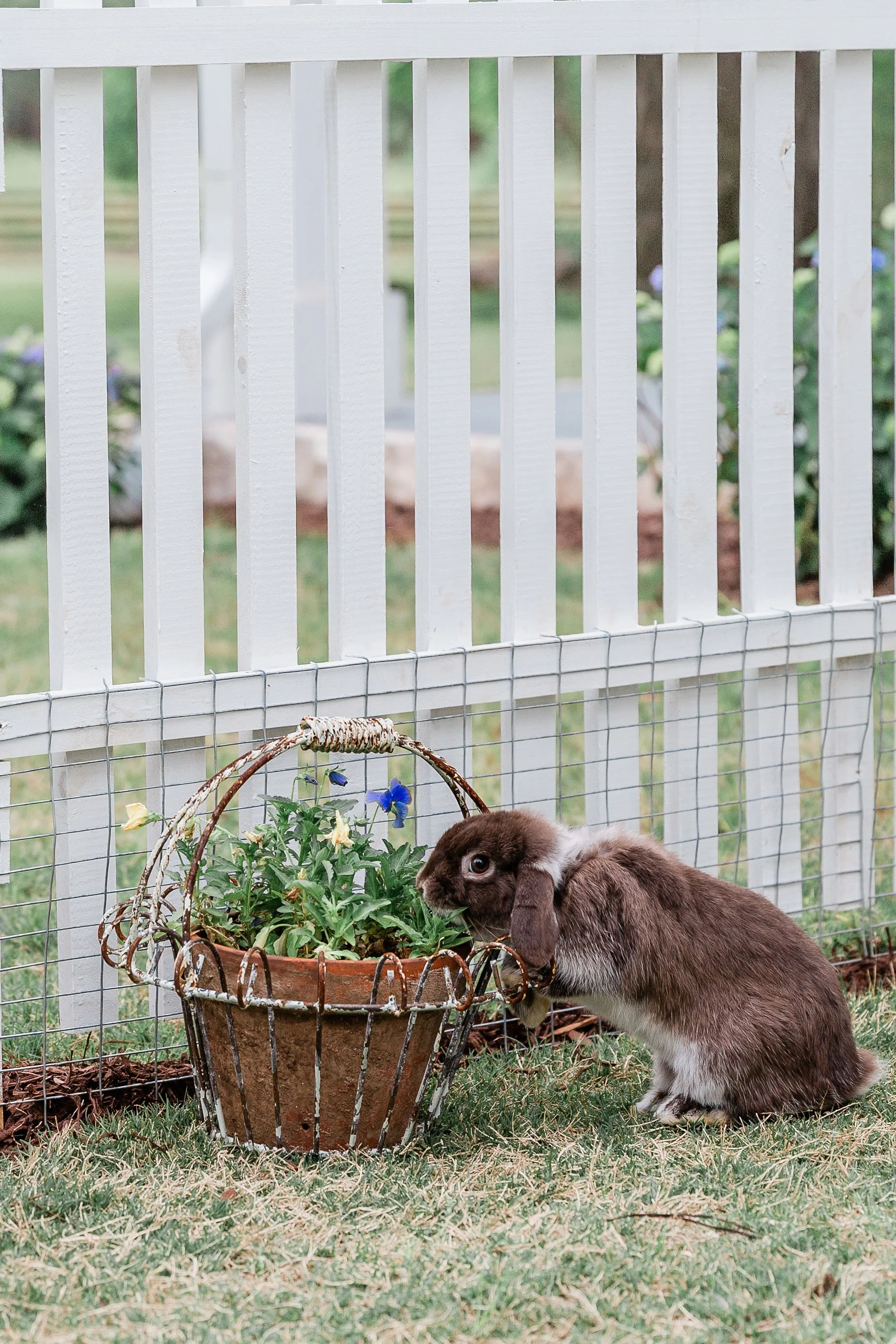 Spring at the Farmhouse