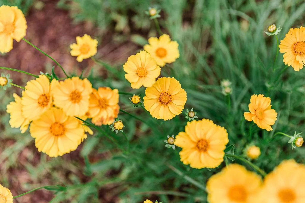 Summer Wildflowers
