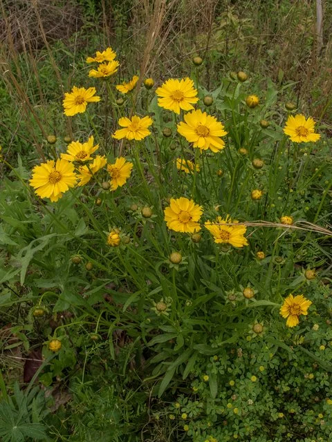 Lance-leaf Coreopsis