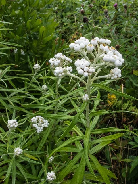 Pearly Everlasting