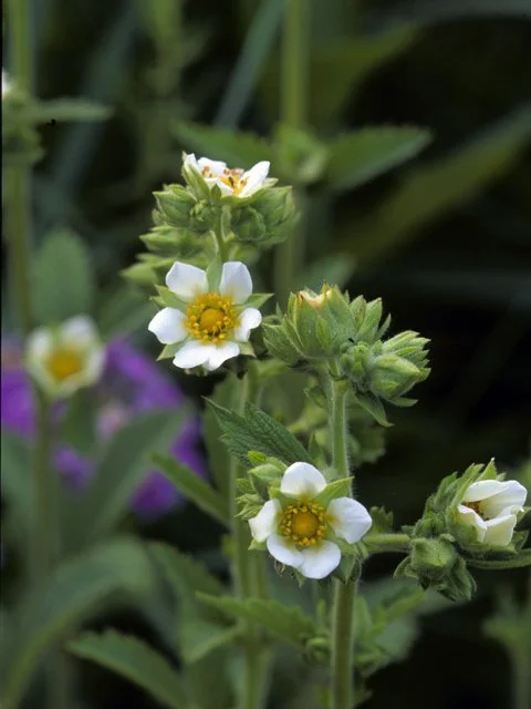 Prairie Cinquefoil