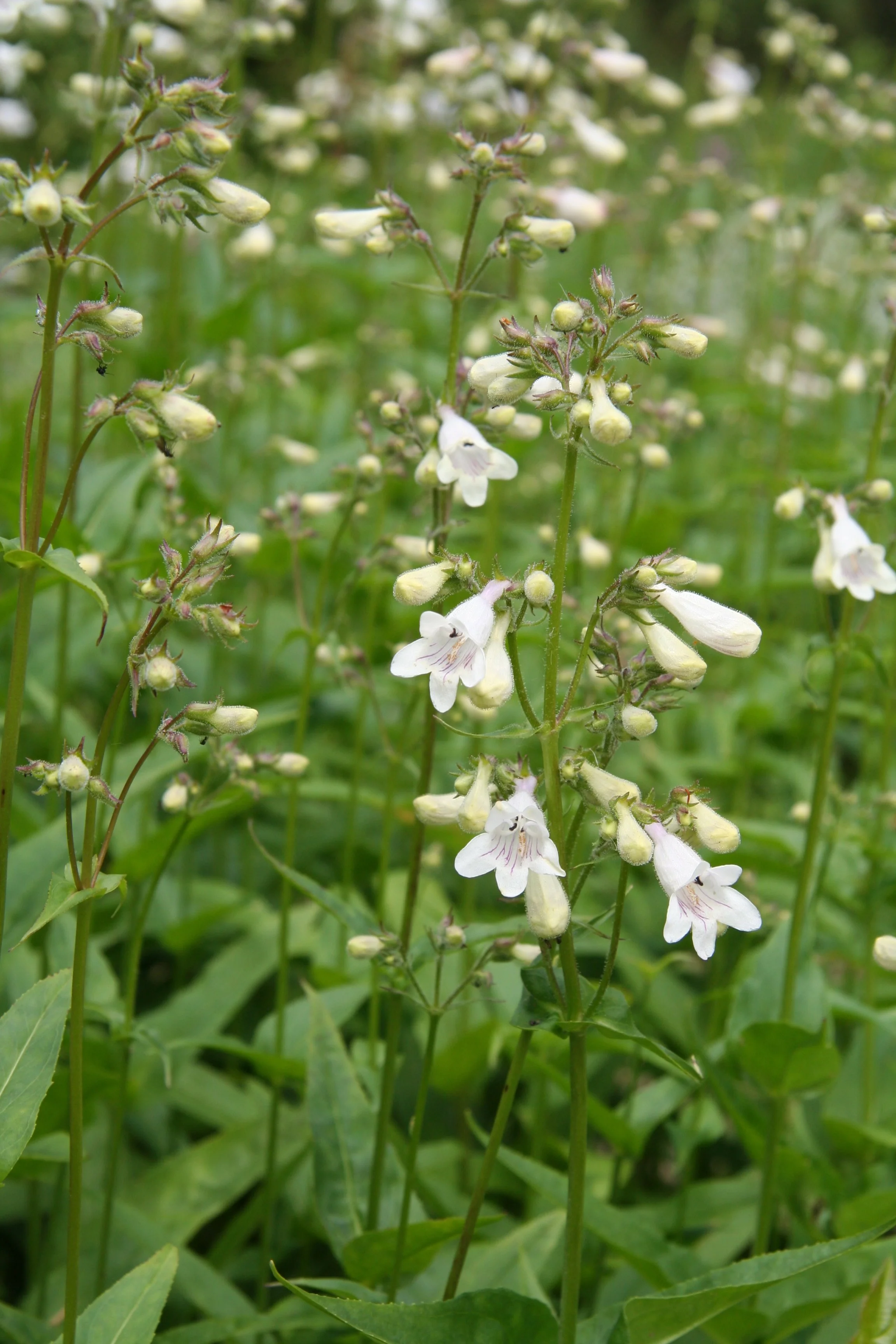 Beardtongue, "Foxglove"