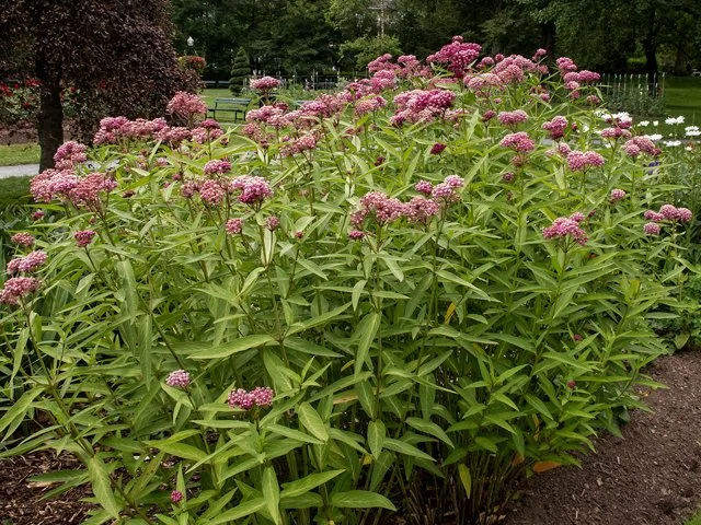 Rose Milkweed