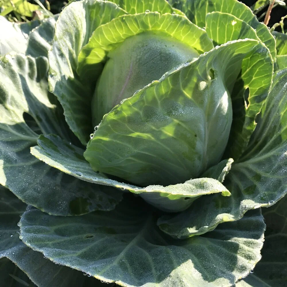 Cabbage, Green