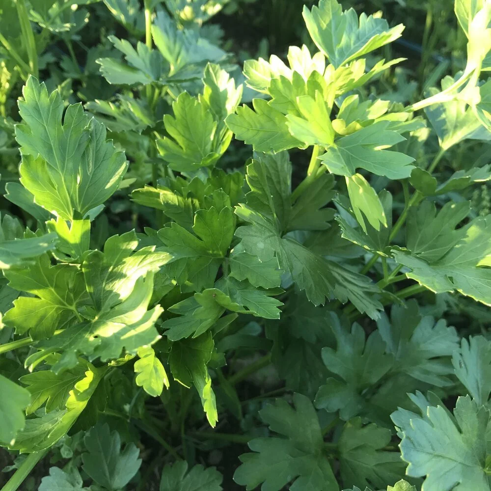 Parsley, Flat Leaf