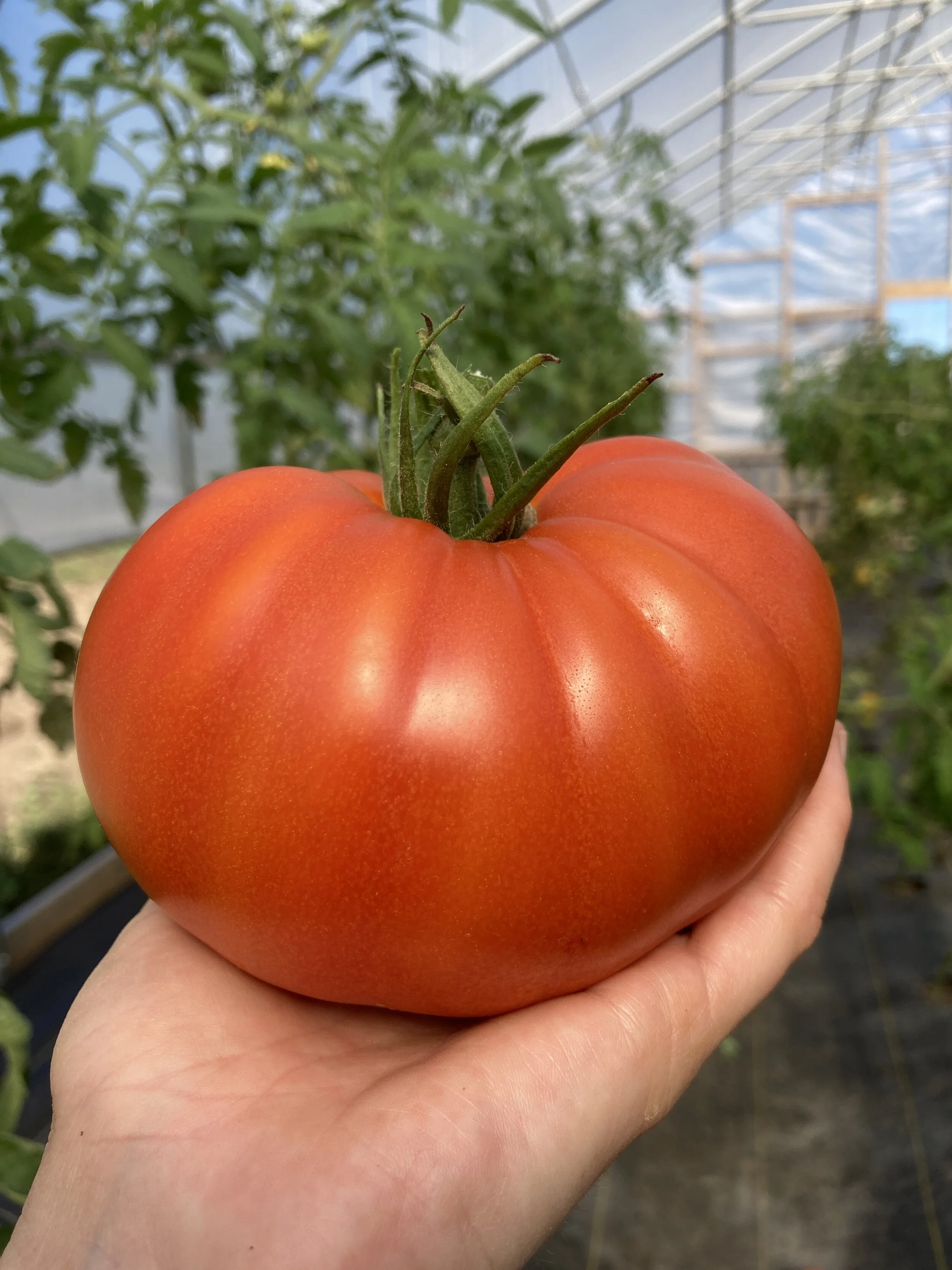 Beefsteak Tomato, "Galahad"