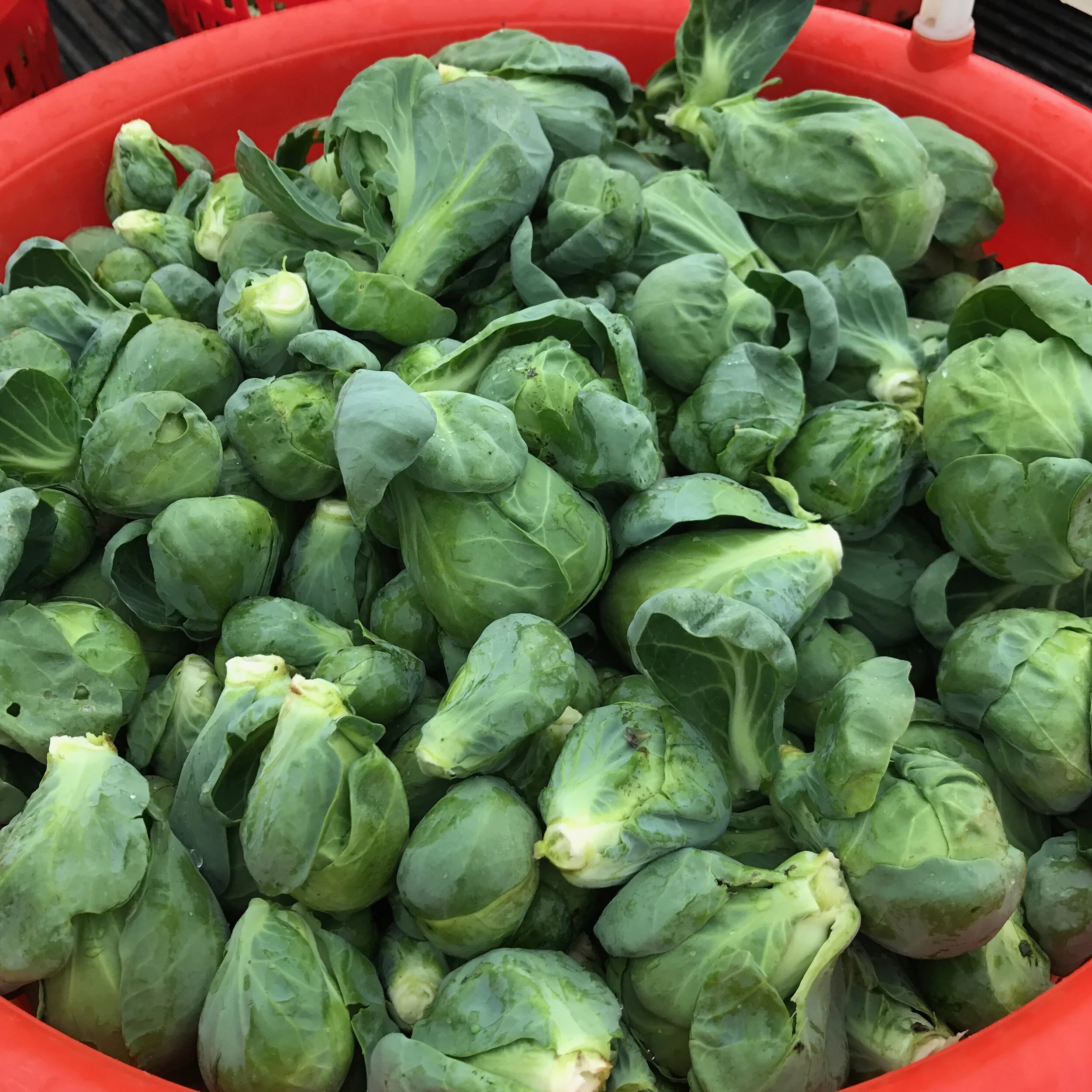 Brussels Sprouts
