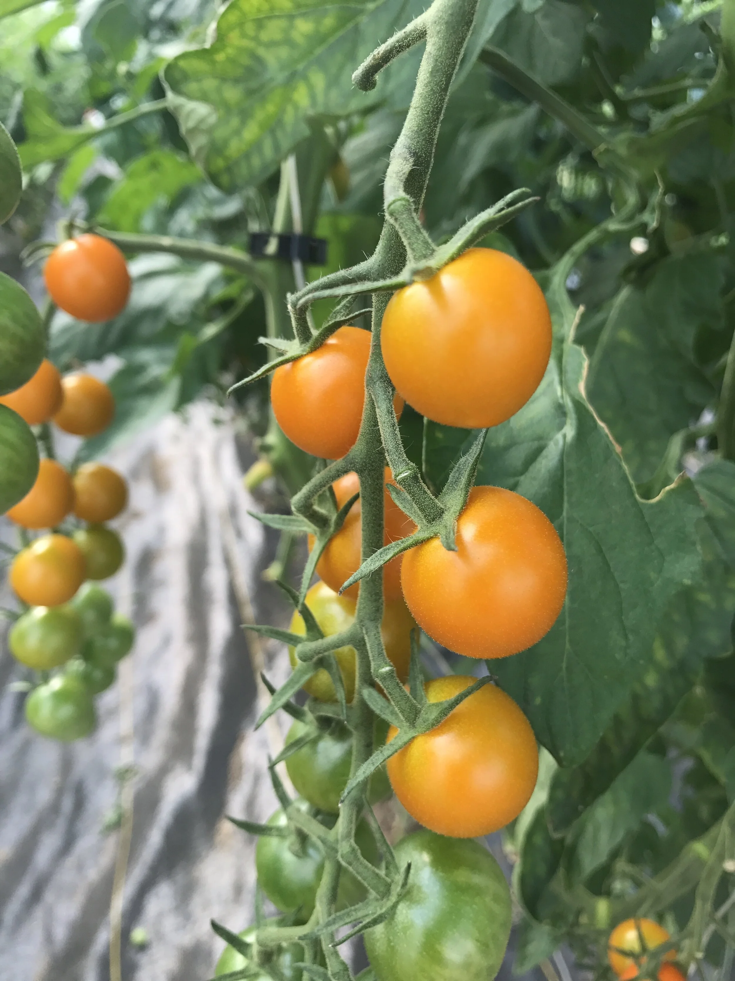 Cherry Tomato, "Sungold"