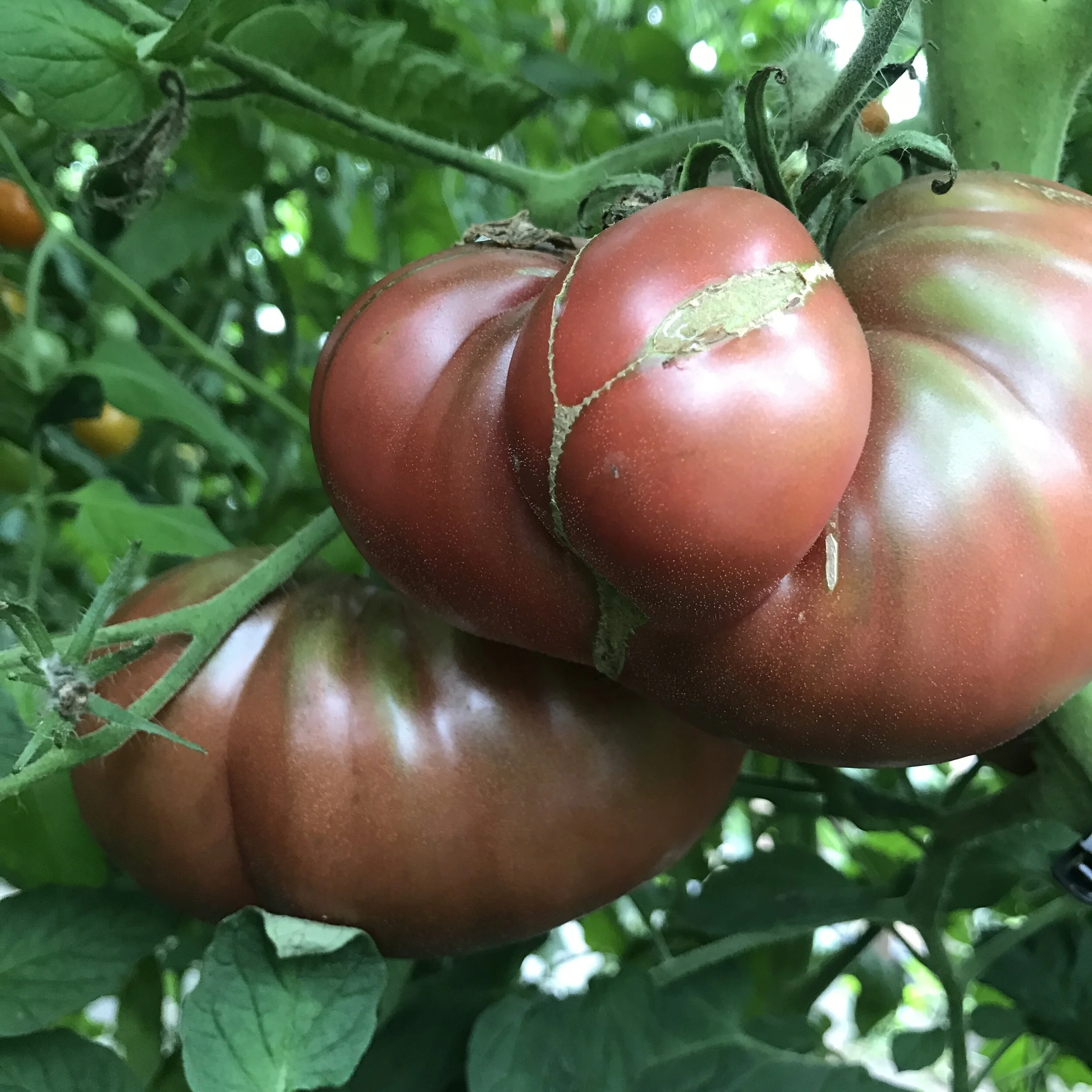Heirloom Tomato, "Cherokee Purple"
