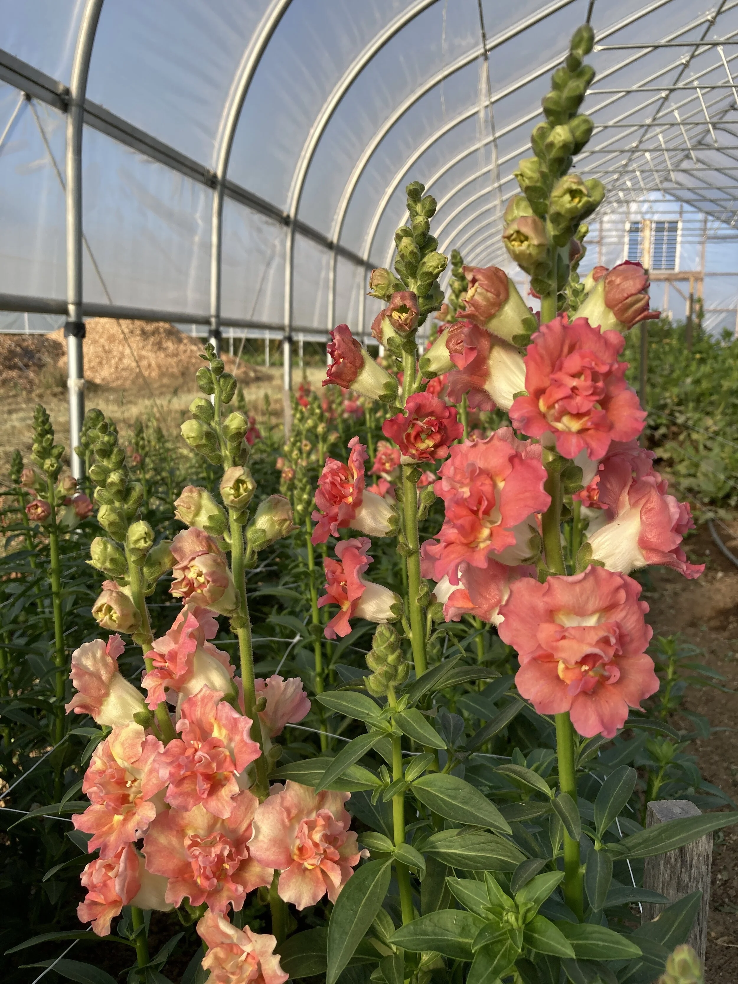 Snapdragon, "Madame Butterfly Mix"