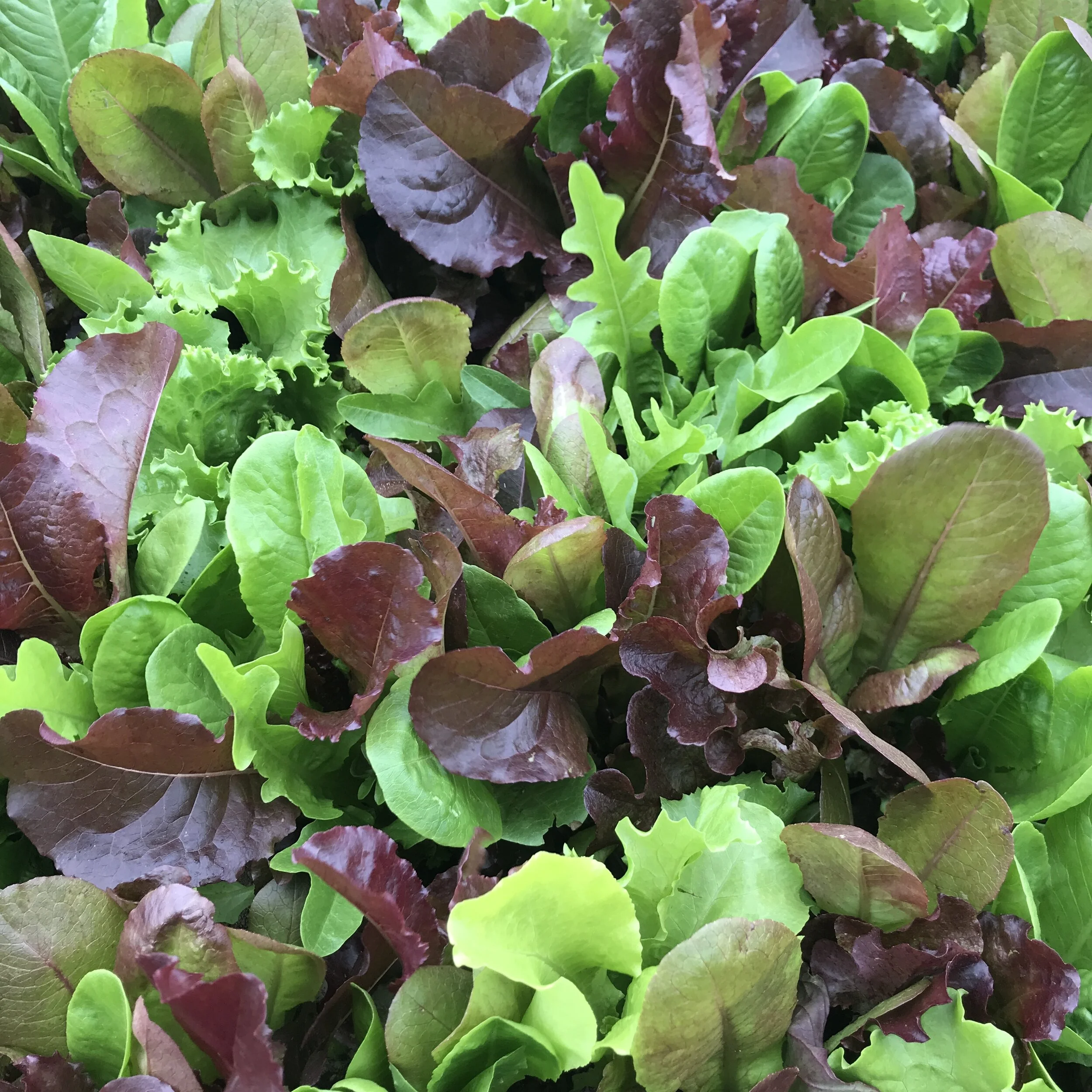 Lettuce Mix