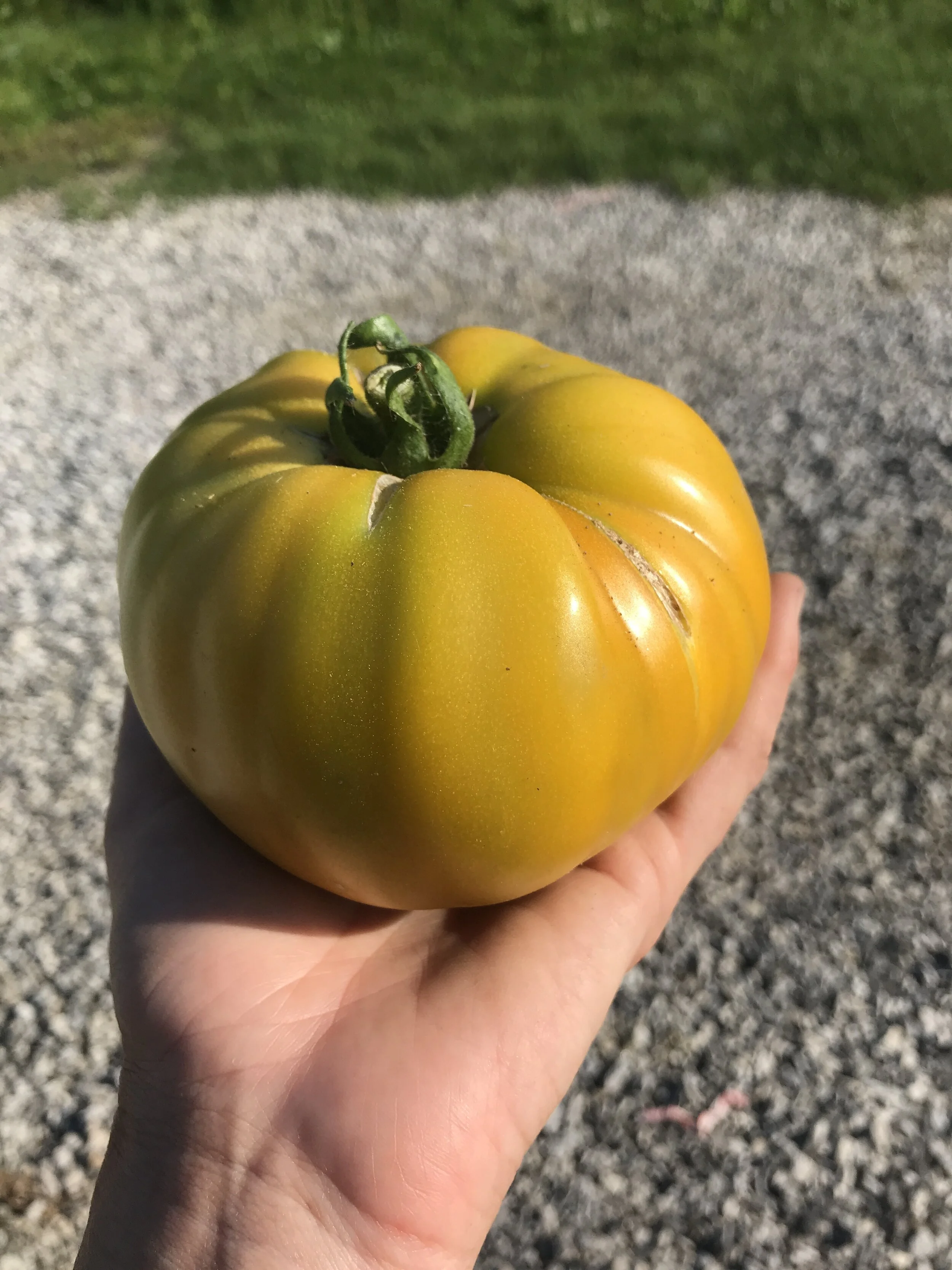 Heirloom Tomato, "Valencia"