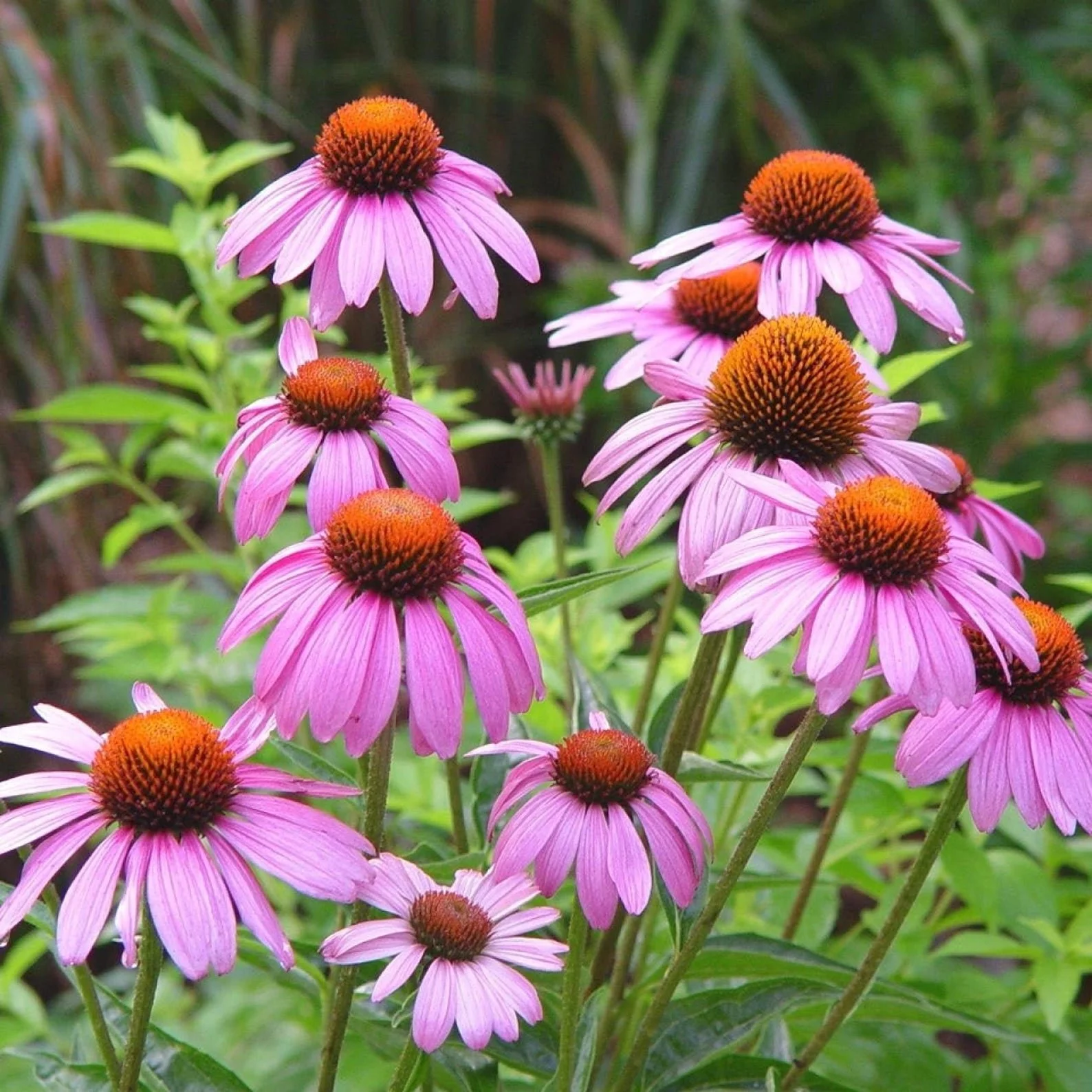 Echinacea, "Purple Coneflower"