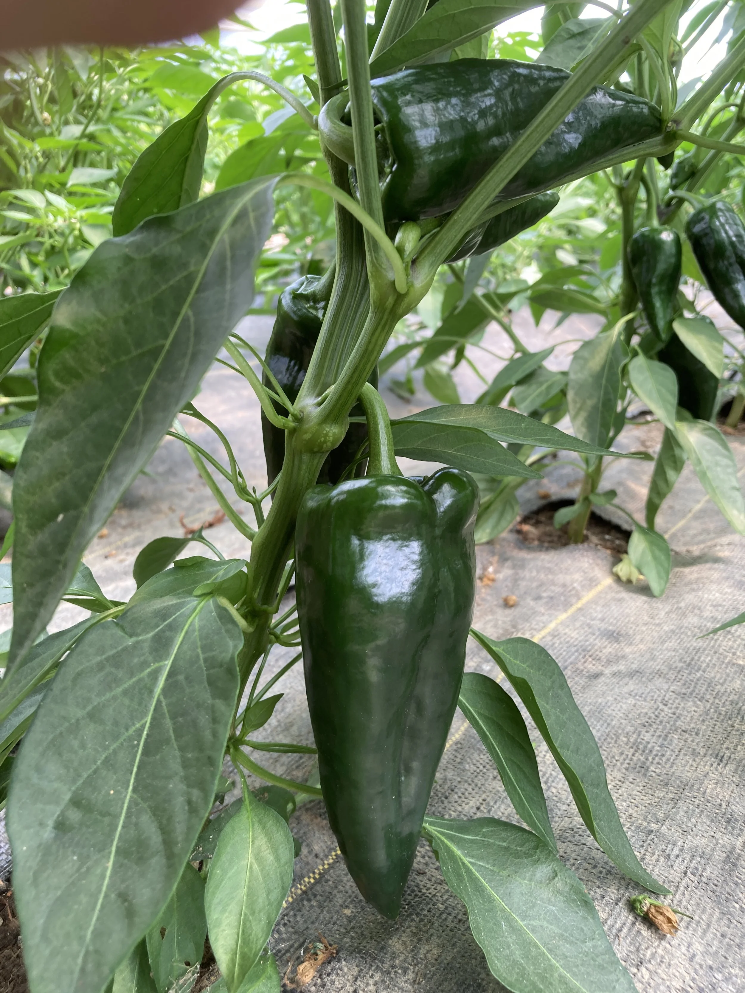 Pepper, Poblano
