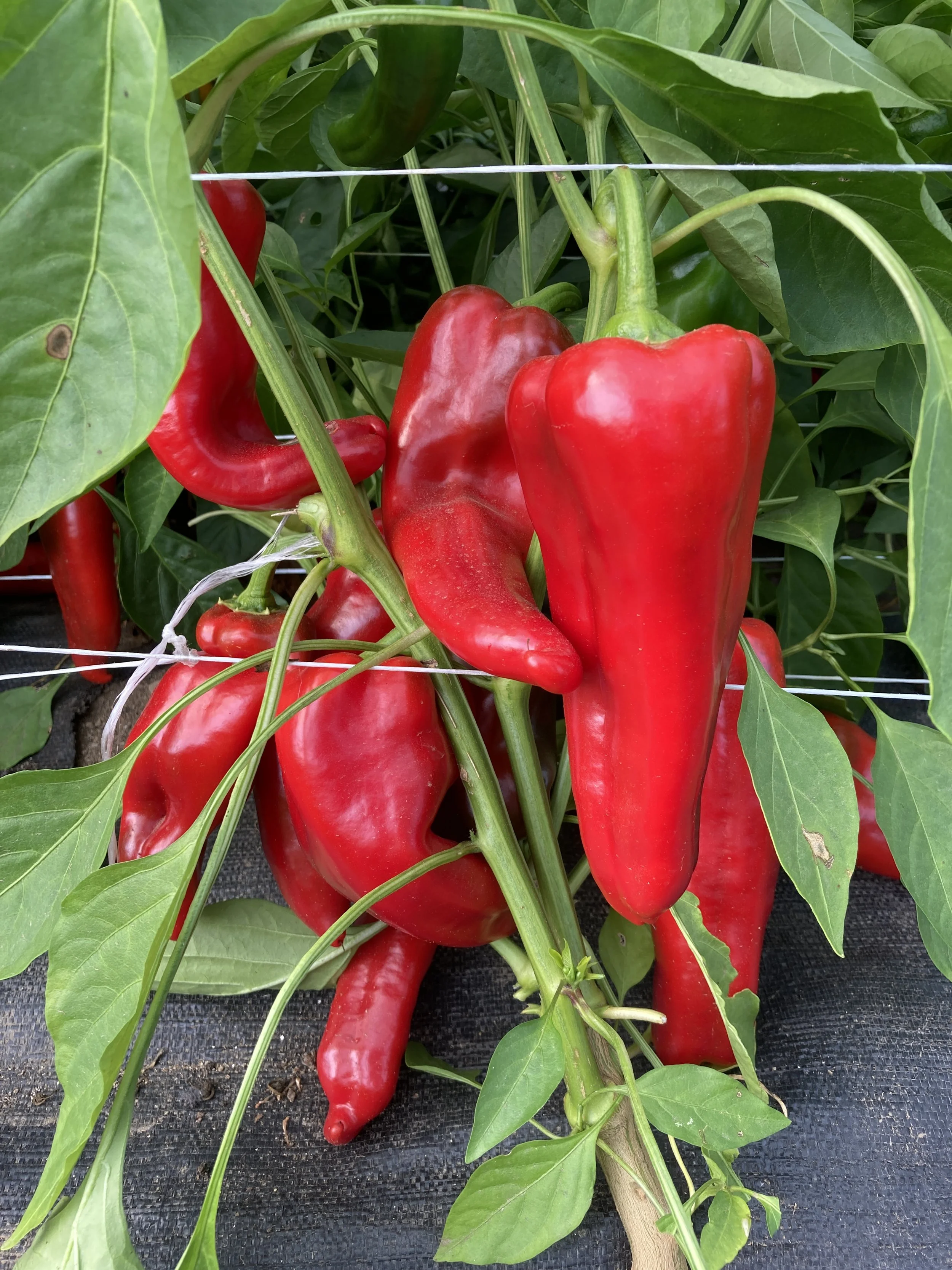 Pepper, Sweet Carmen