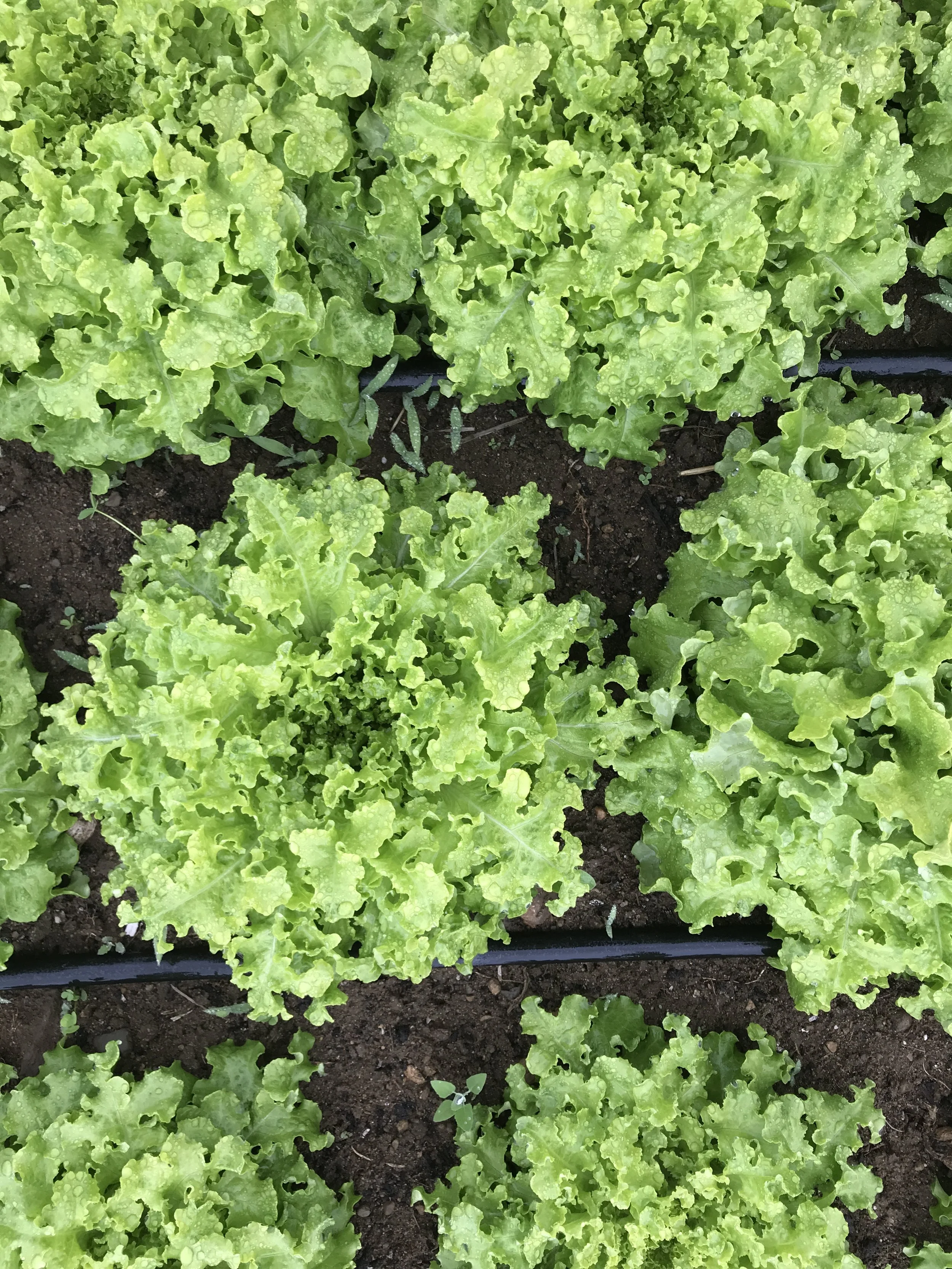 Lettuce, Mixed Heads