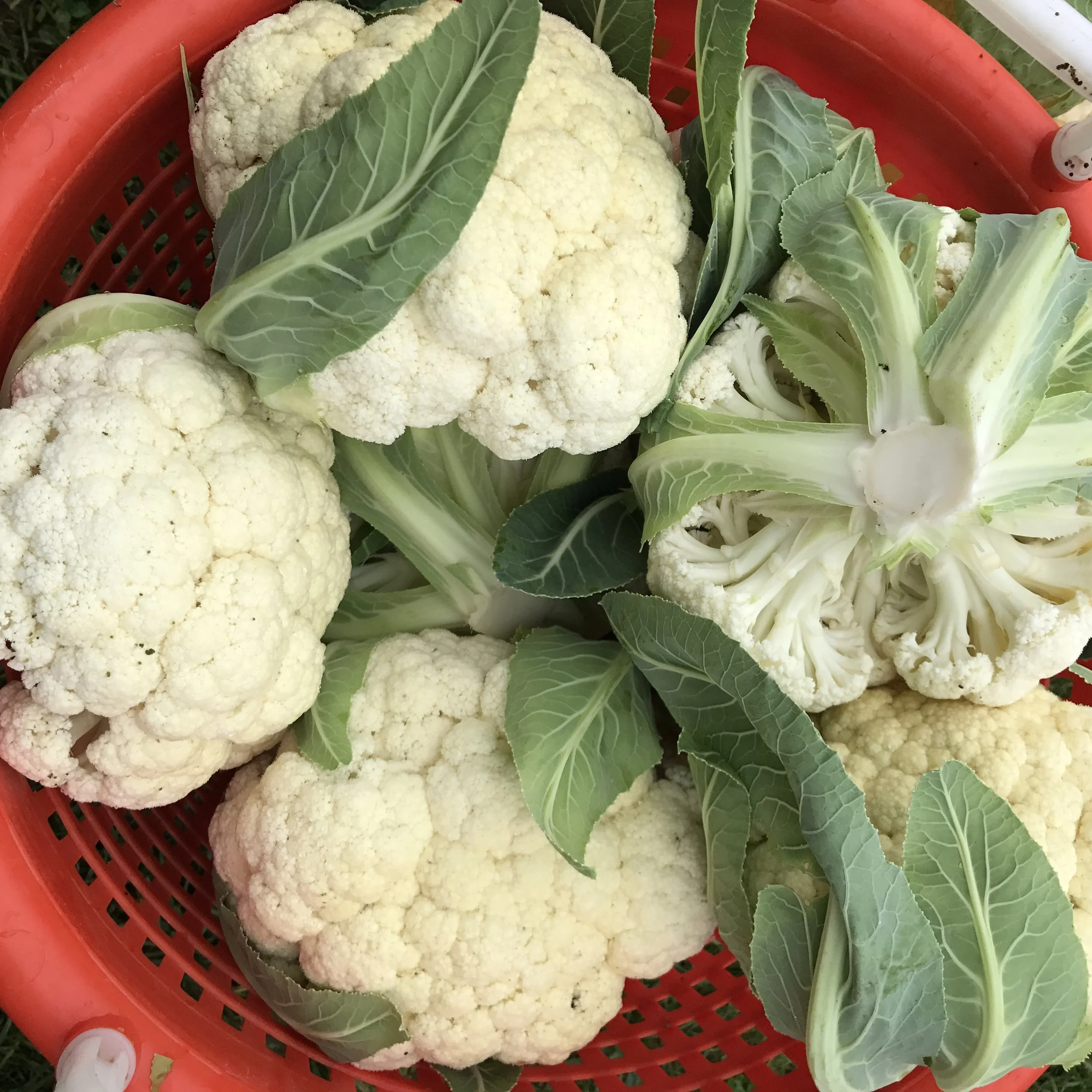 Cauliflower