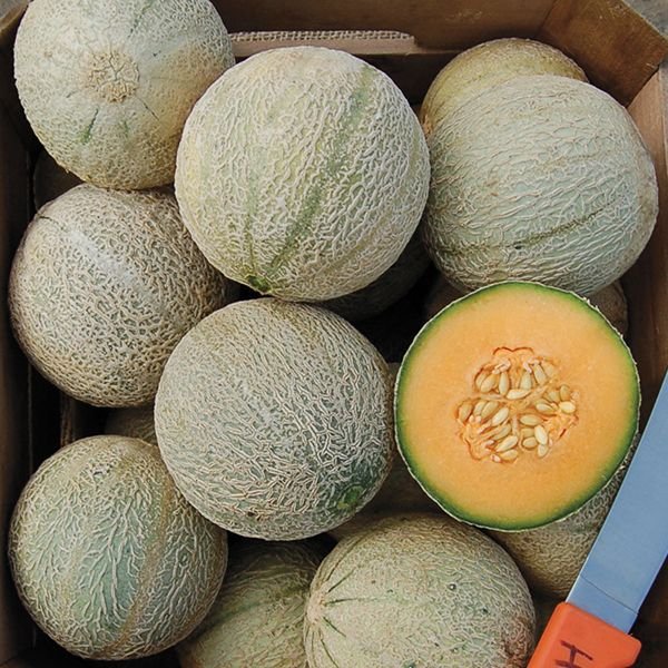 cantaloupe.jpeg