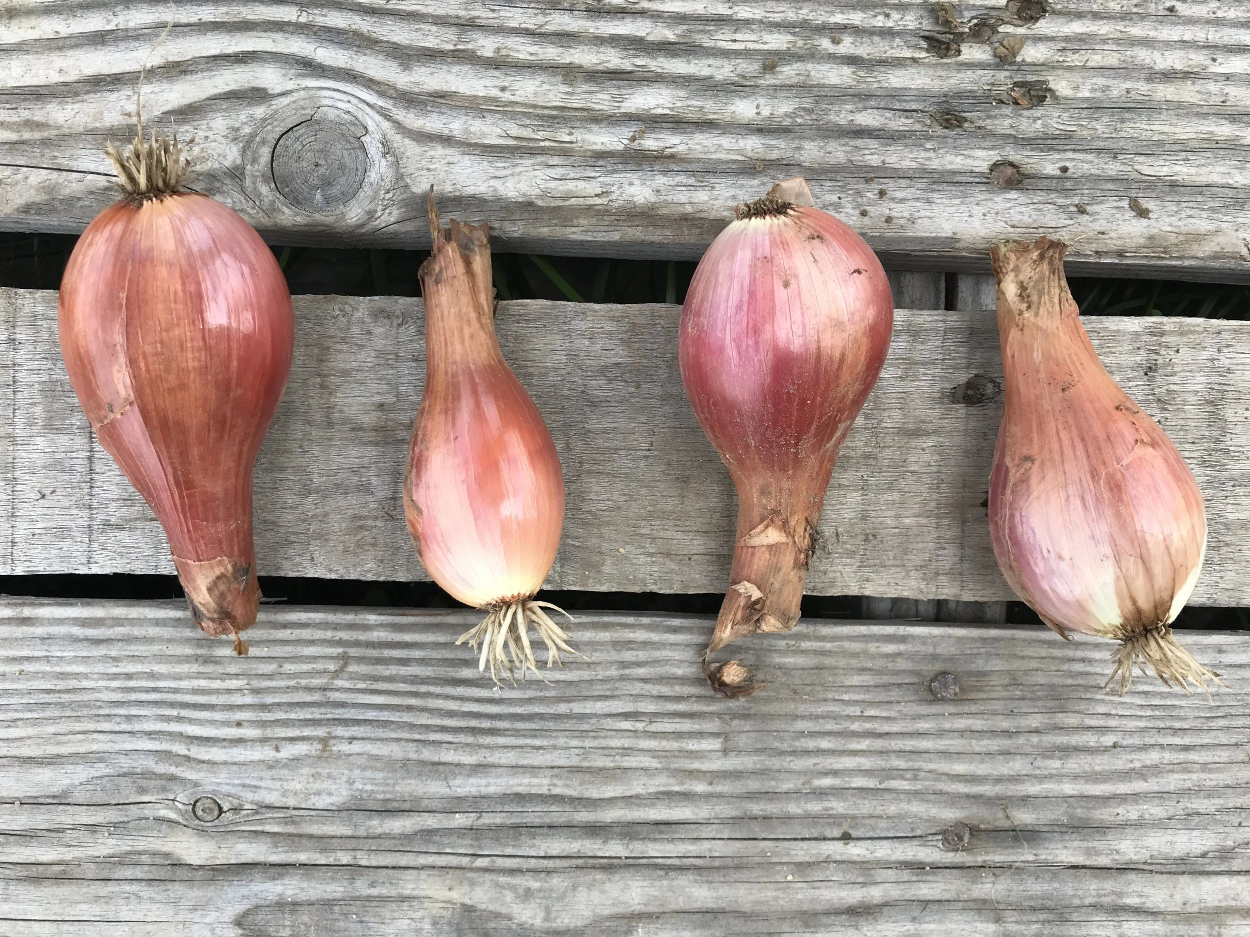 Shallots