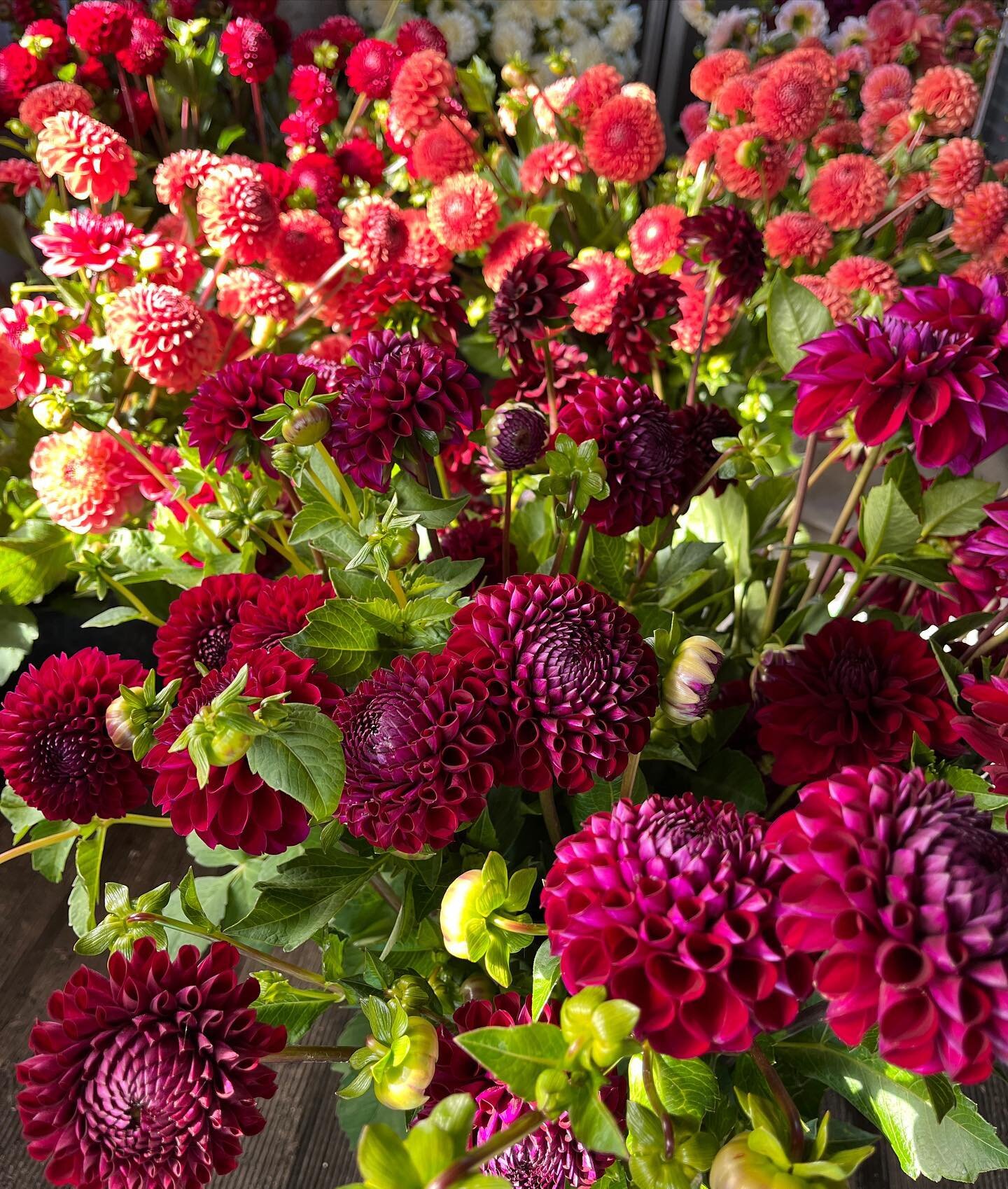 It&rsquo;s still dahlia season, but frost could take them any night! Find them at our farmstand today - we&rsquo;ve got so many shapes, sizes and colors to choose from. Tons of delicious fall veggies and local products too. We hope you stop by! 

#da