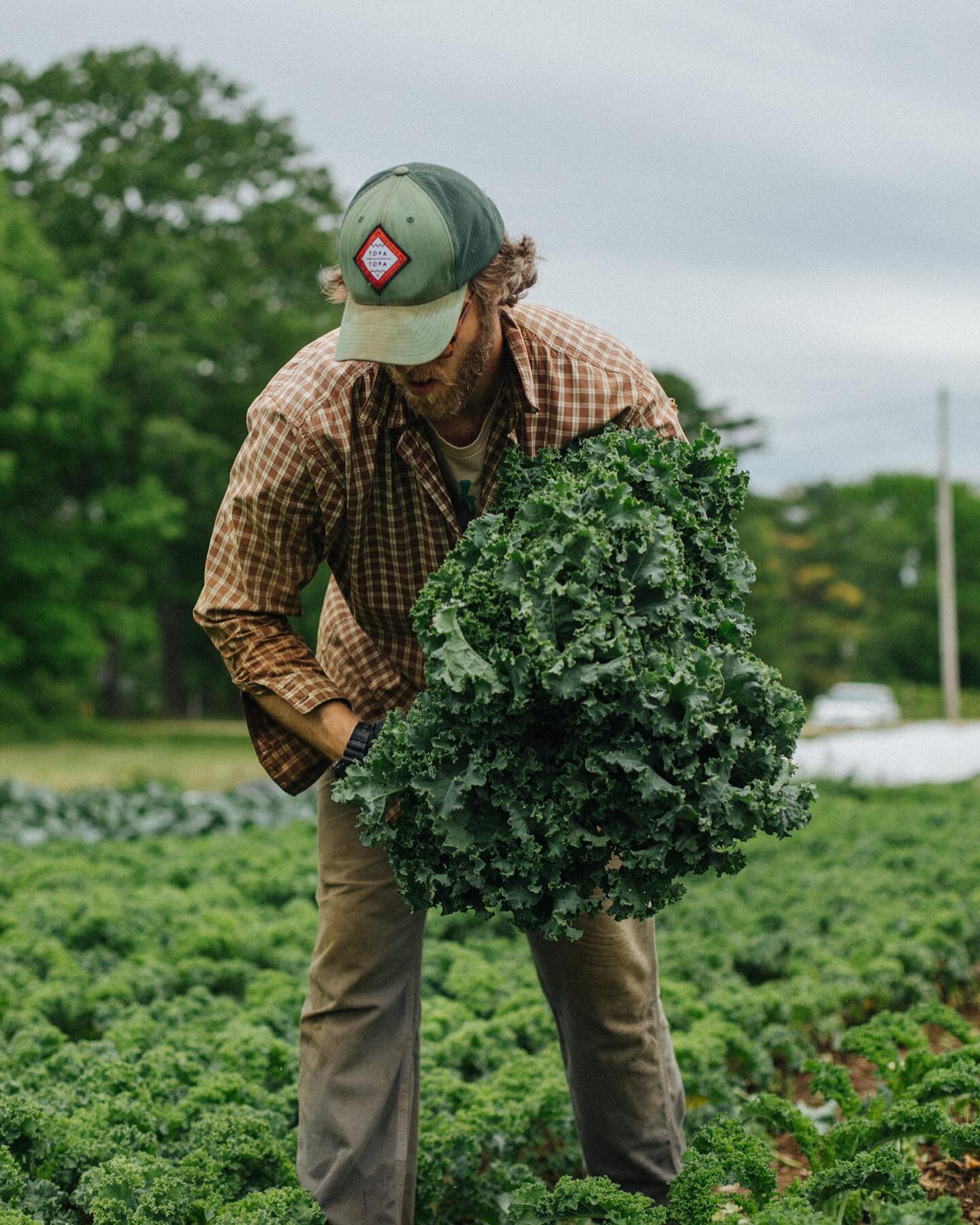 Fall kale is the best kale! After last weeks frost, our fall crops have sweetened up in a big way. We will have loads of bunched greens, cabbages, roots, and other cool weather faves at our farmstand tomorrow from 9am to 1pm here in Windham.