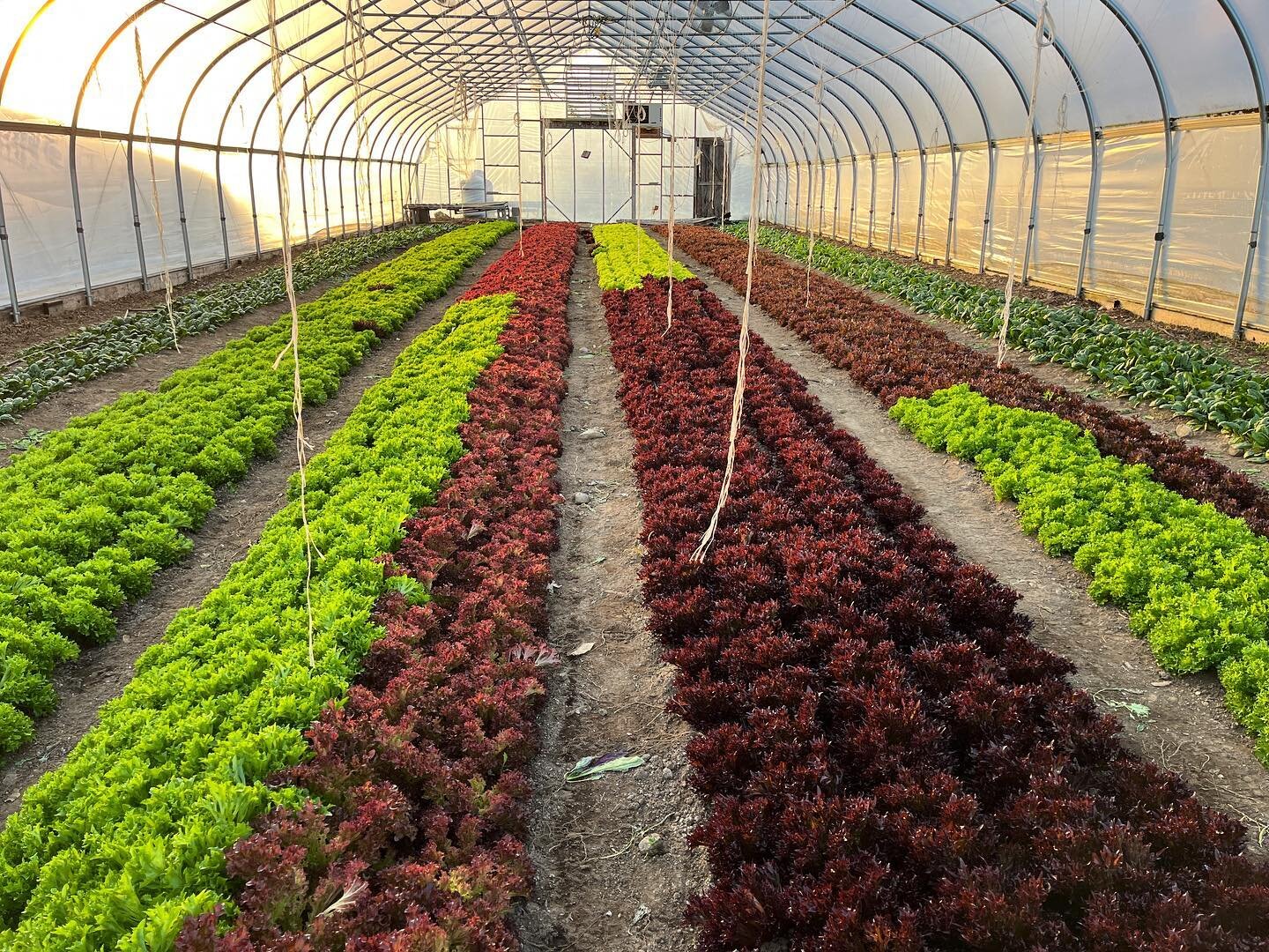 Today is our final CSA pick-up of the season. 26 weeks of veggies seeded, transplanted, weeded, harvested, washed and packed by hand by our amazing team.

Thank you to our CSA members for supporting our farm and making a steadfast commitment to local