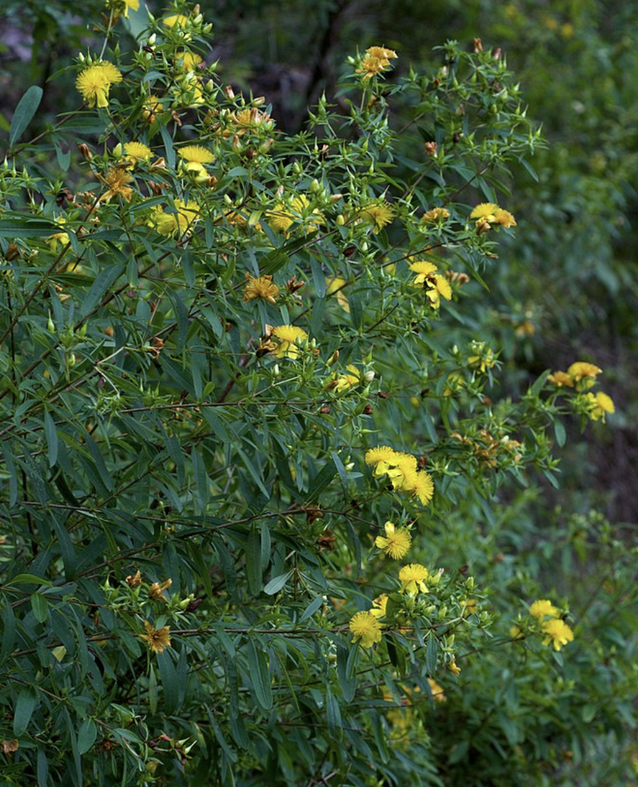 Shrubby St. John's Wort