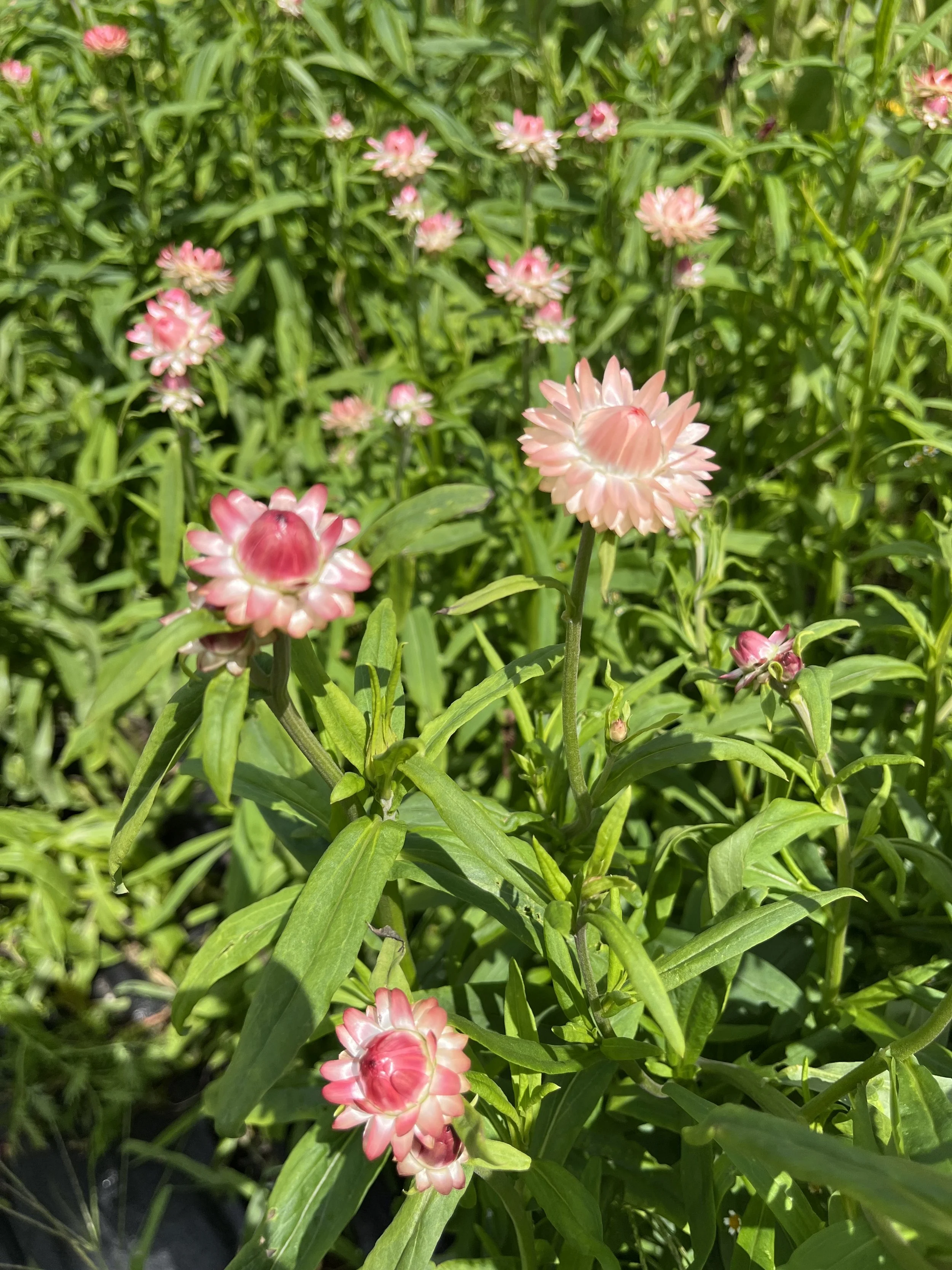 Strawflower, "Apricot Peach Mix"