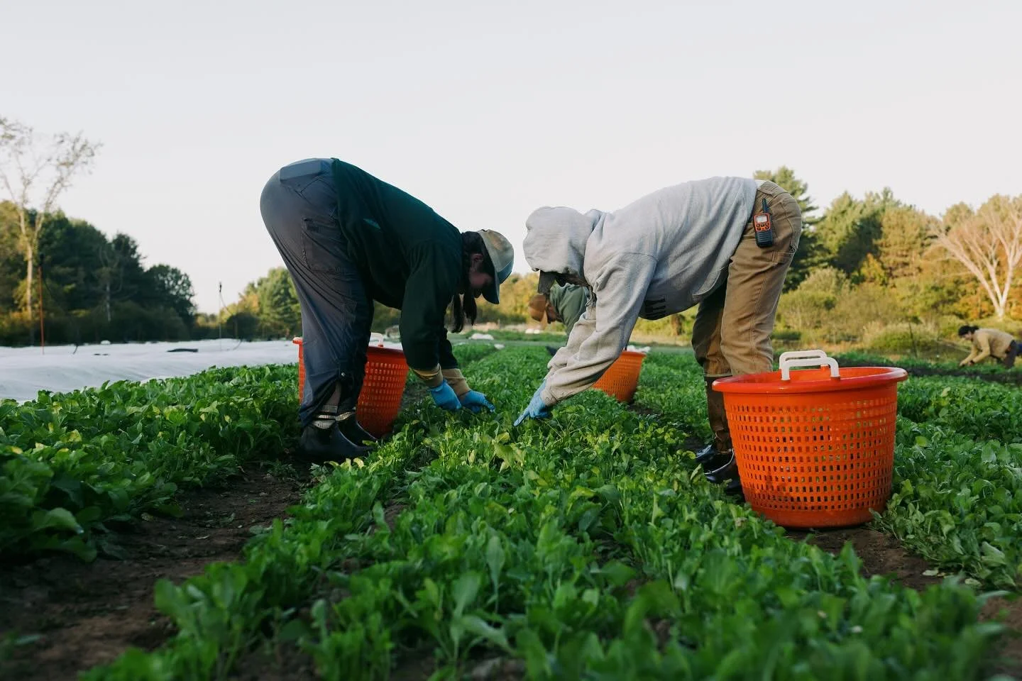 Join our Fall CSA! 6 weeks of fall veggies starts October 22 and goes until Thanksgiving. 

You&rsquo;ll receive fall roots, greens staples like kale, spinach and salad greens, seasonal favorites like leeks and winter squash, and more! Pick-ups take 