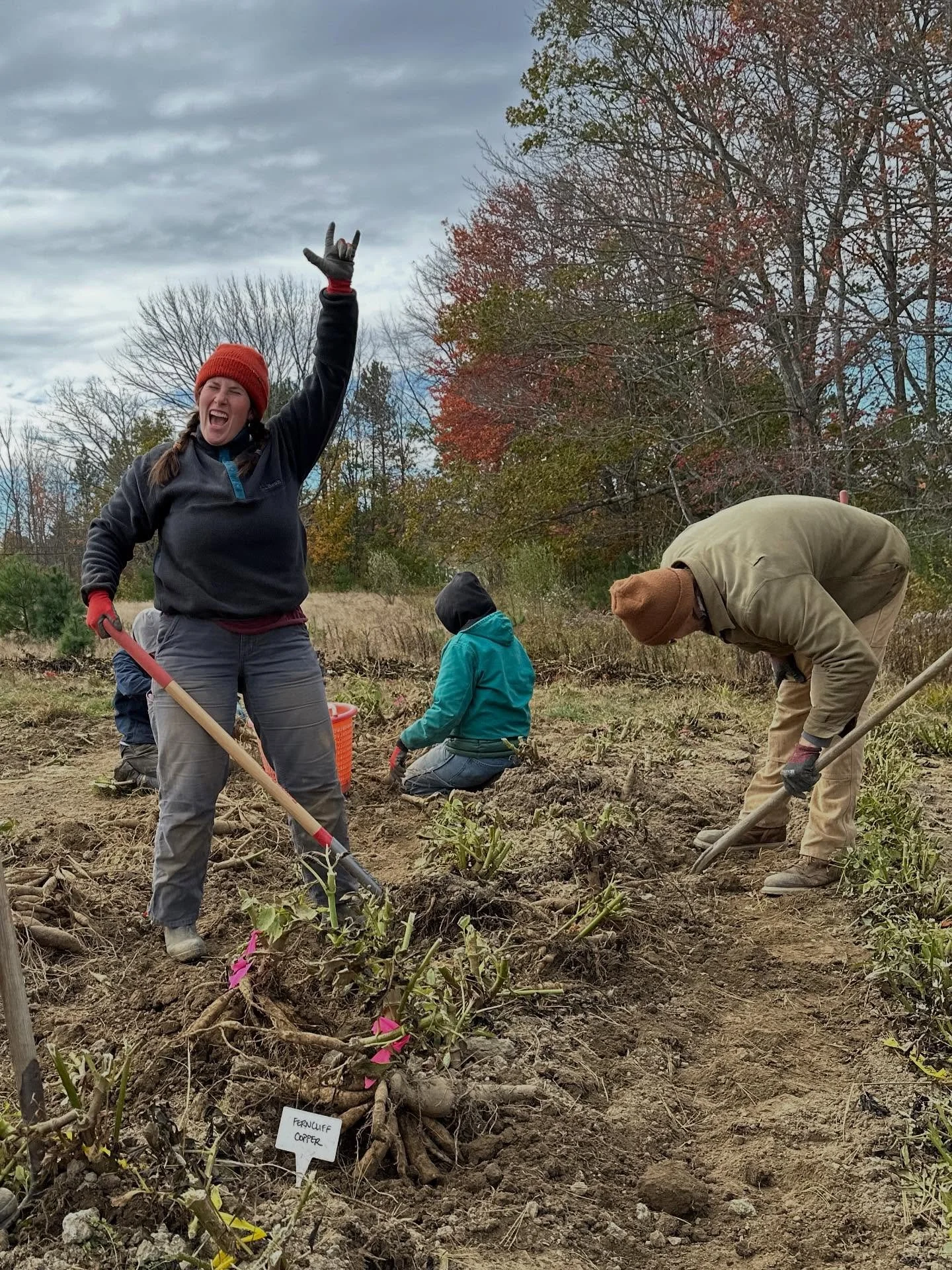 And the dahlias are out of our fields!

This is a HUGE project we take on each year. Our whole crew came together to weed whack plants down, dig, clean, pack and organize tubers into boxes.

Each year we fine tune our process. This year we cleared an