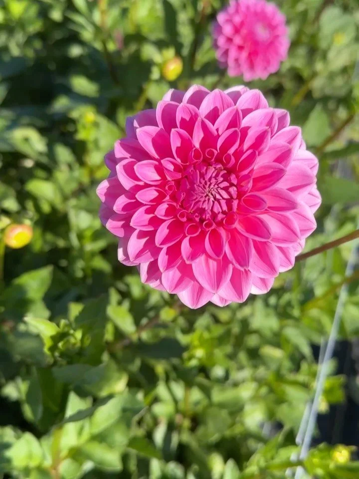 Four of our favorite dahlia varieties: Pink Sylvia, Linda&rsquo;s Baby, Blizzard, and Cornel Bronze!

They are our tried and true dahlia varieties. Our best growers and most in demand by designers and florists. 

You can find them at the link in our 
