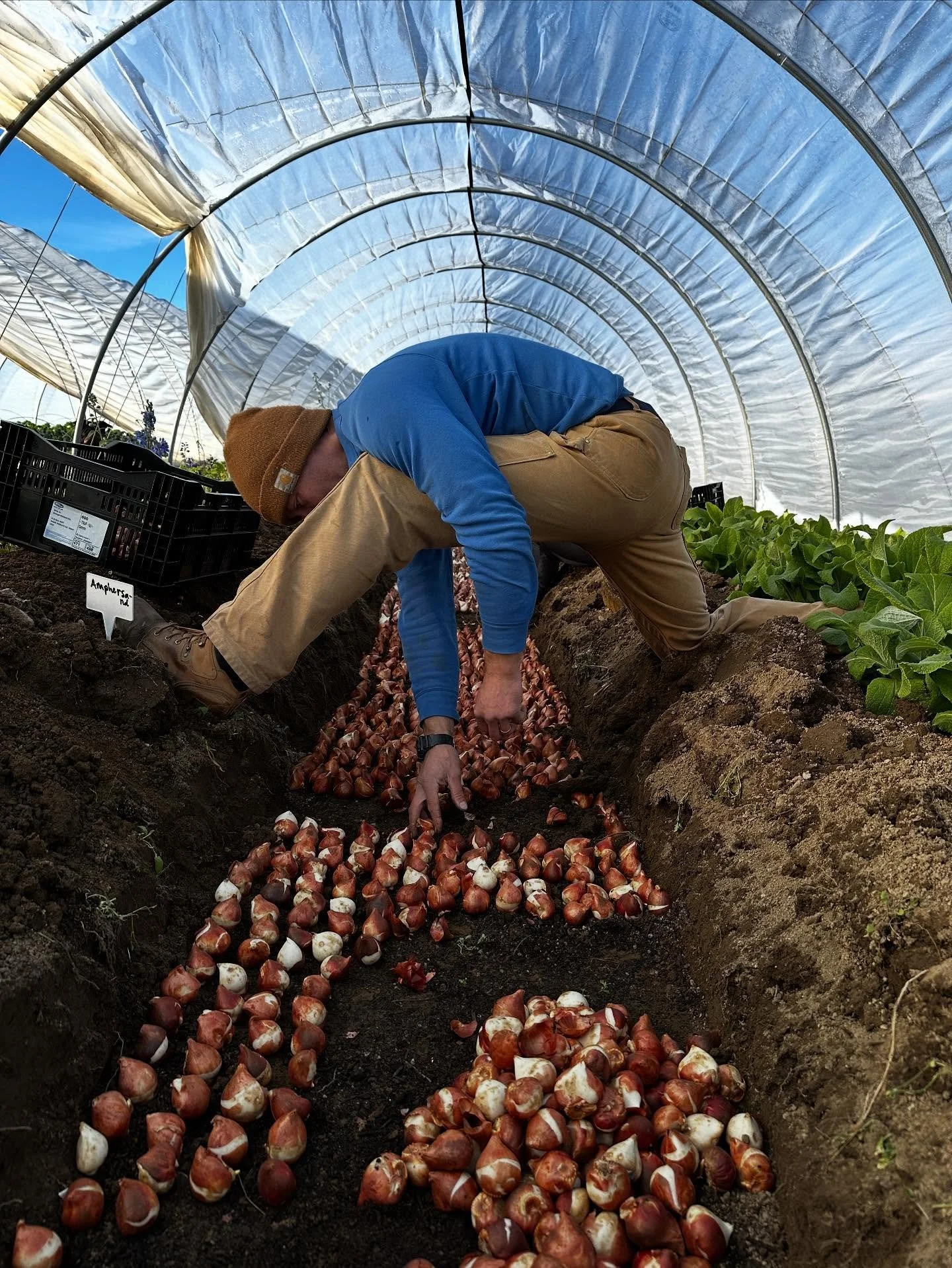 We&rsquo;re planting tulip bulbs&hellip;20,000 to be exact! They&rsquo;re going in our caterpillar tunnels, hightunnels and outside in our fields too. This means they&rsquo;ll bloom at different times so we can have tulips all spring long!

#tulipbul