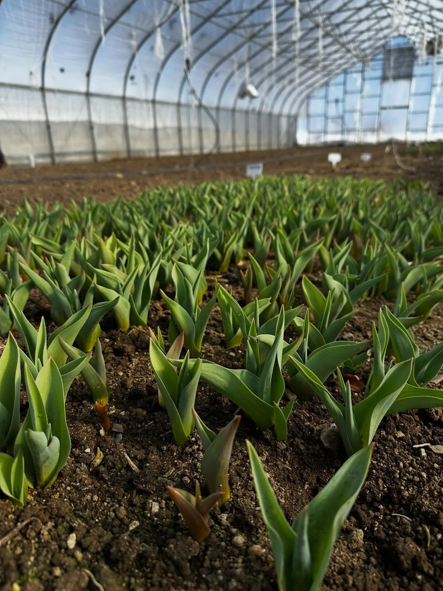 There may be tons of snow on the ground, with more in the forecast, but step into our indoor spaces and the farm is waking up!

Our overwintered flowers are reviving and tulips are peaking out of the ground. The first seeding of the season is sprouti