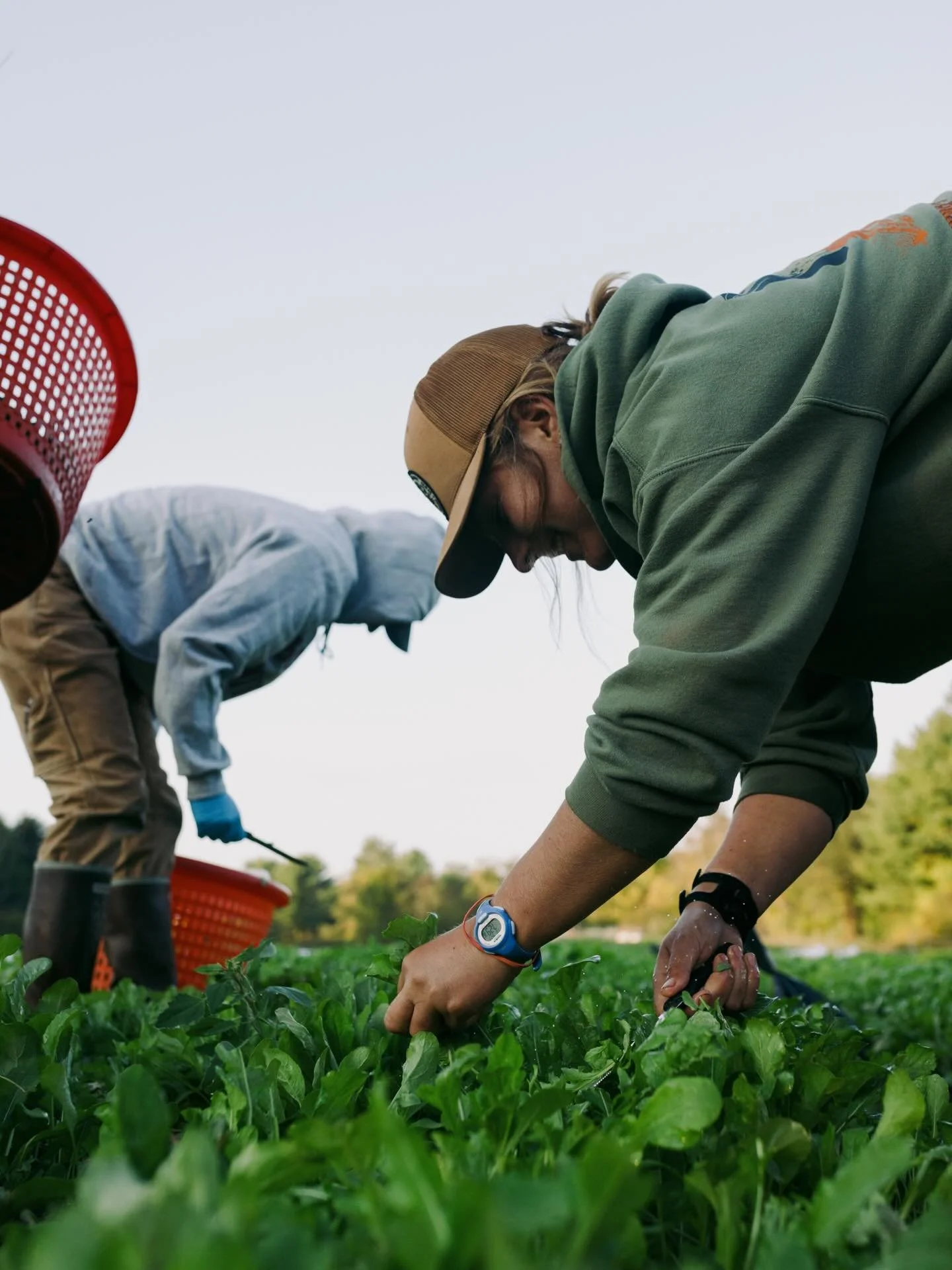 We&rsquo;re hiring! Interested in joining the Bumbleroot team? We are looking for a part time Vegetable Crew and Saturday Market Lead to join us! You can find more info on job descriptions and how to apply on our website. 

#mainefarms #portlandmaine