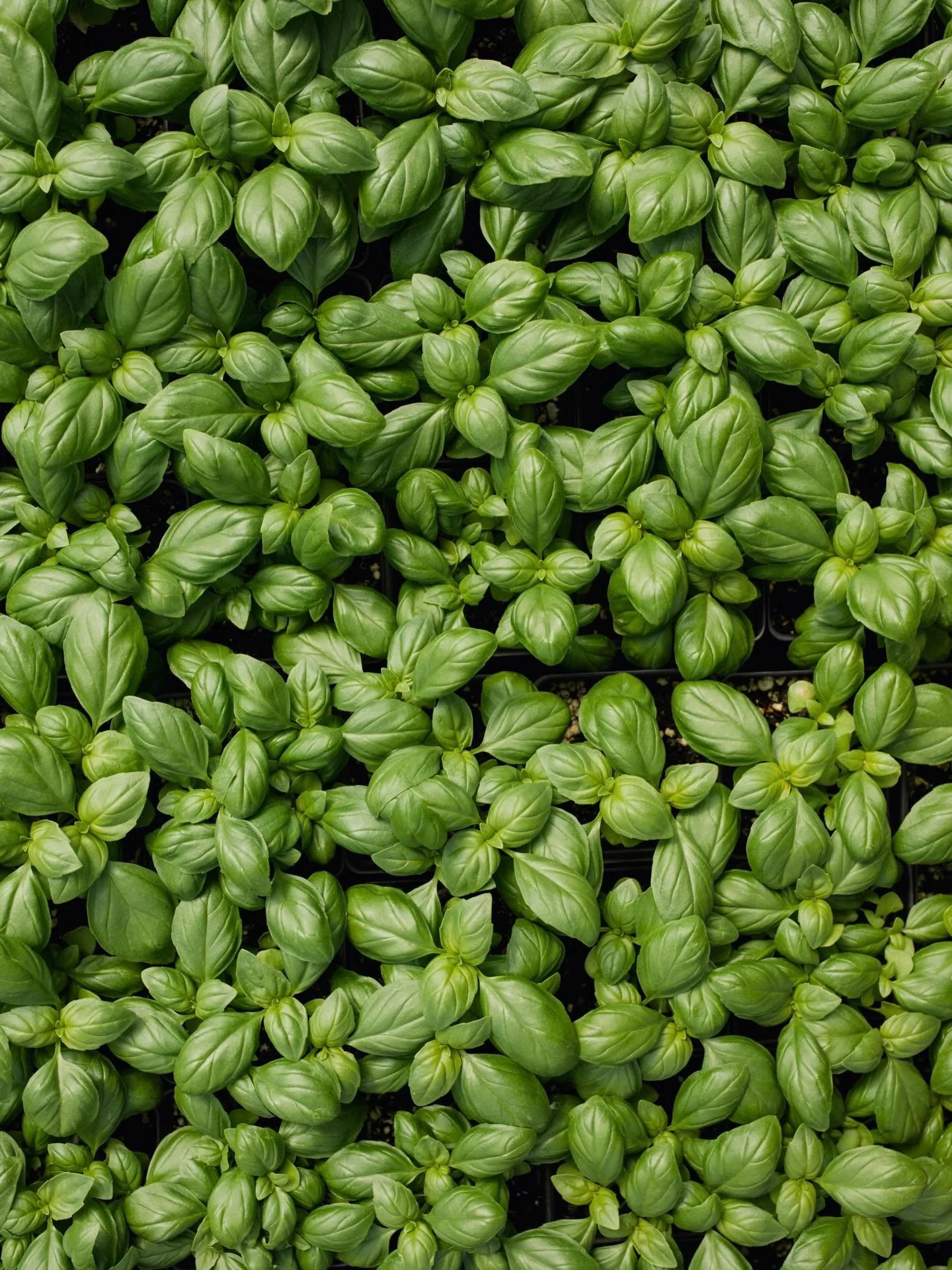 Plant pre-order is live! 🪴 Over 100 organic seedlings to choose from - veggies, flowers, herbs, and perennials. Place your order now for pick-up at the farm in May. Happy Spring!

#mainefarms #maineflowers #nativeperennials #springishere #mainesprin