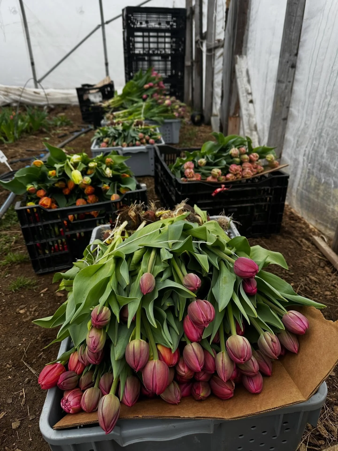 We are deep in tulip season and our flower team is harvesting hundreds of tulips stems a day! Bouquets are heading out for delivery this afternoon.

Find our tulips all around town!
@portlandfoodcoop 
@loisnatural 
@orchardridgemaine 
and more!

#tul